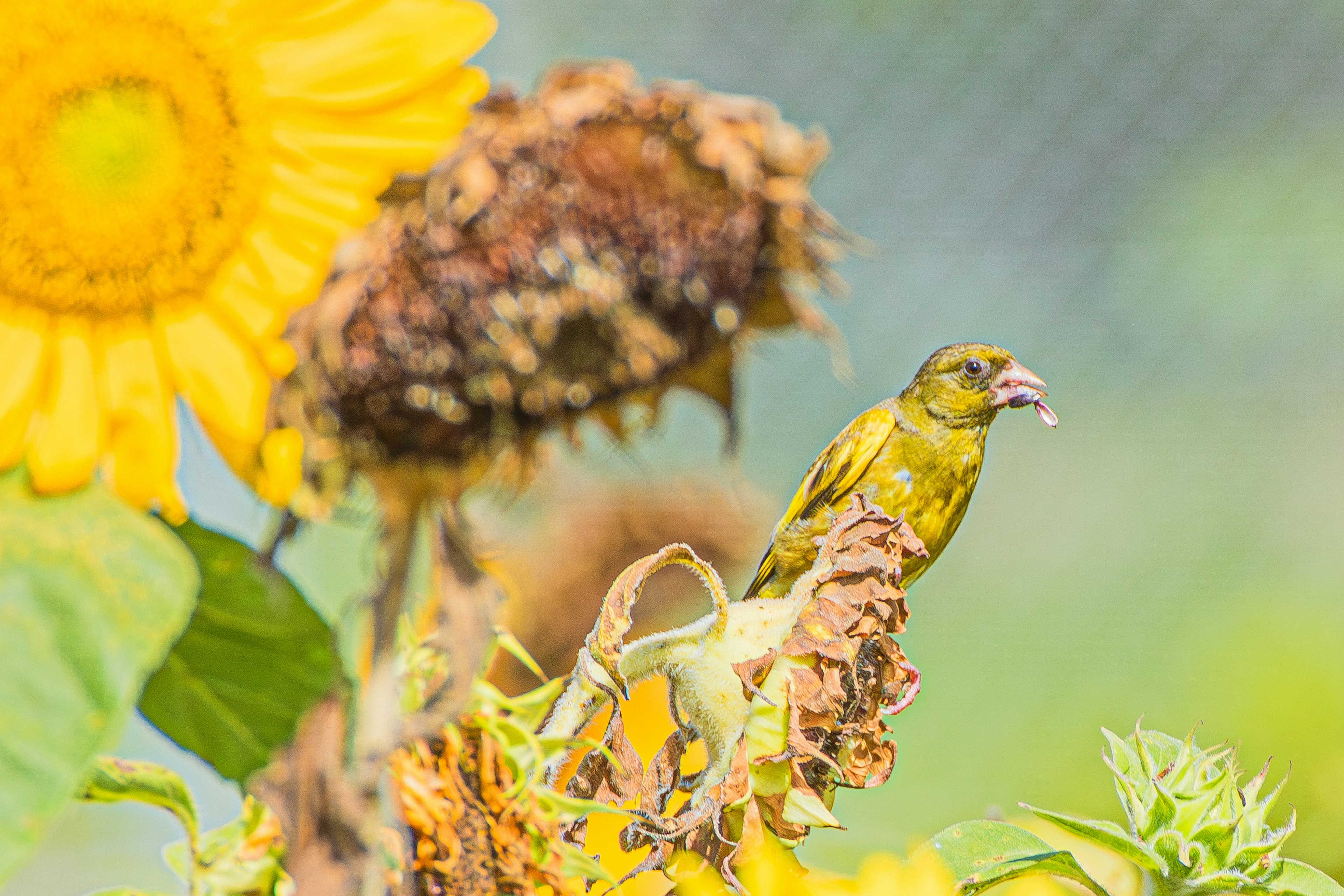 Seekor burung kuning kecil bertengger dekat bunga matahari di antara kepala bunga matahari yang kering