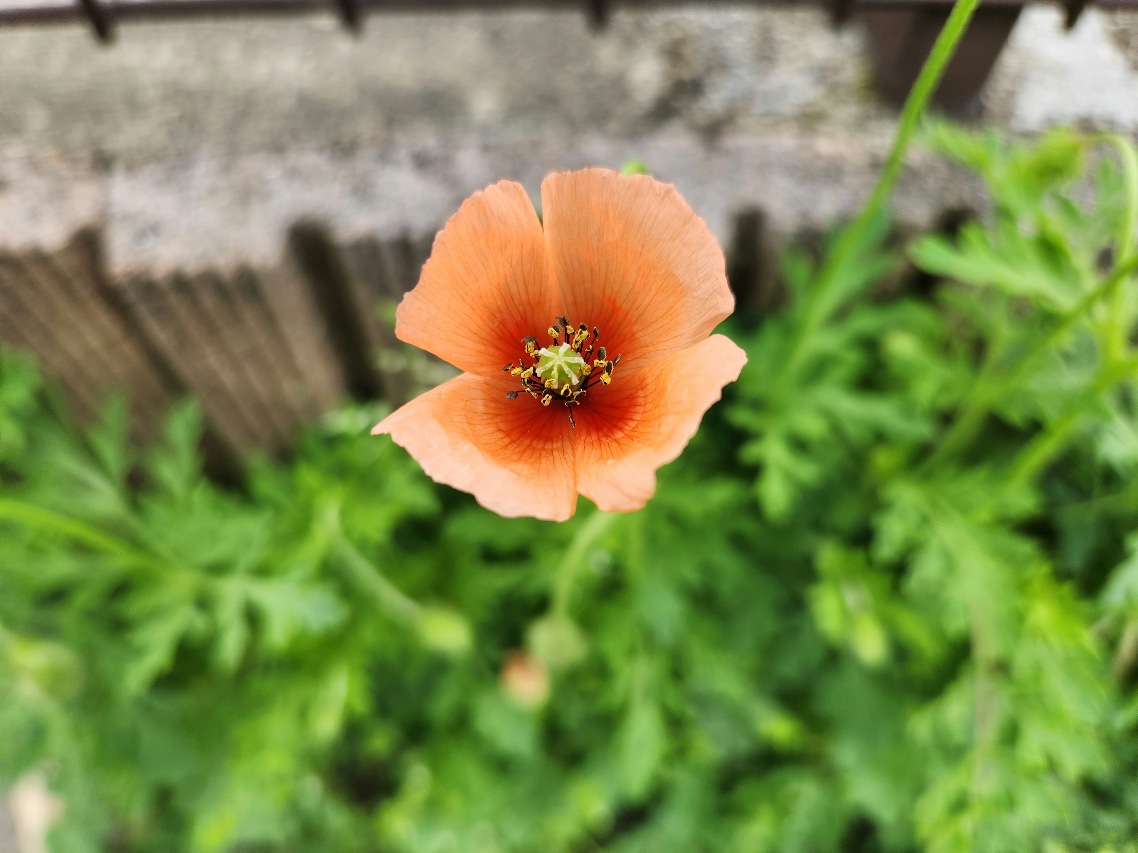 Draufsicht auf eine orangefarbene Blume mit grünem Laub im Hintergrund