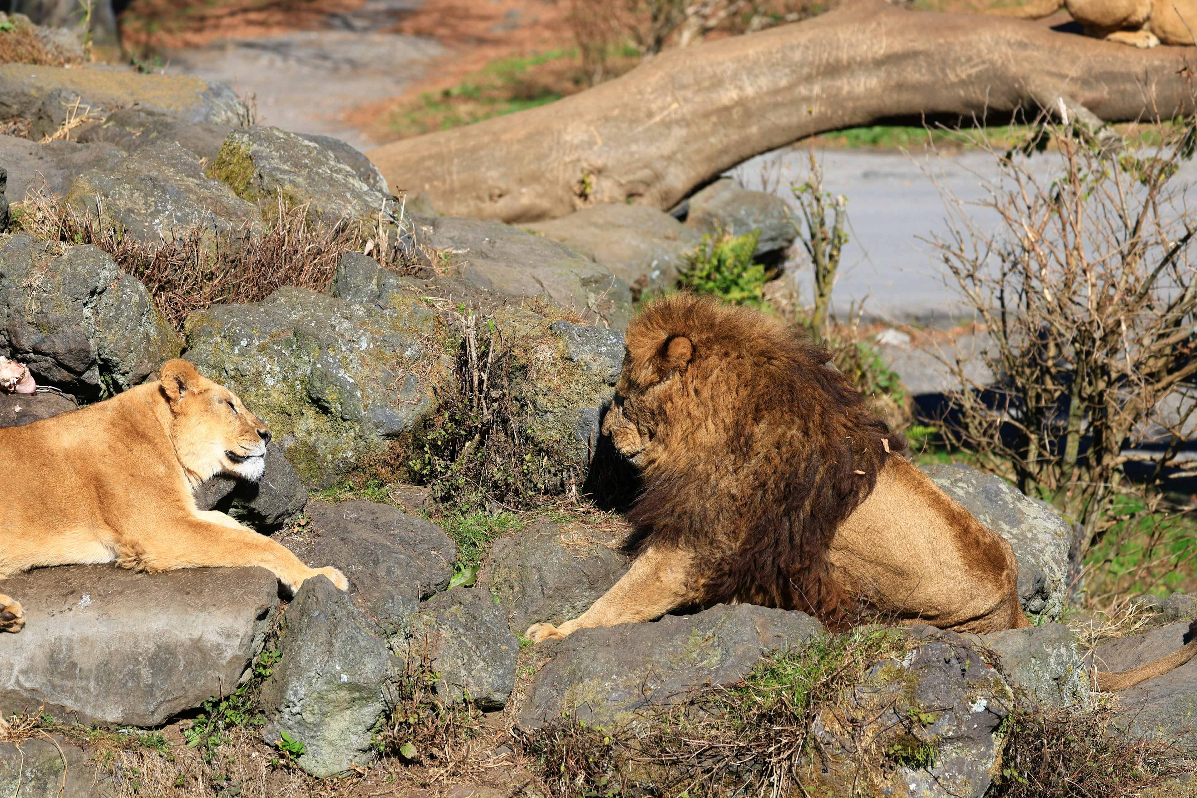 Male and female lions resting on rocks in a natural setting