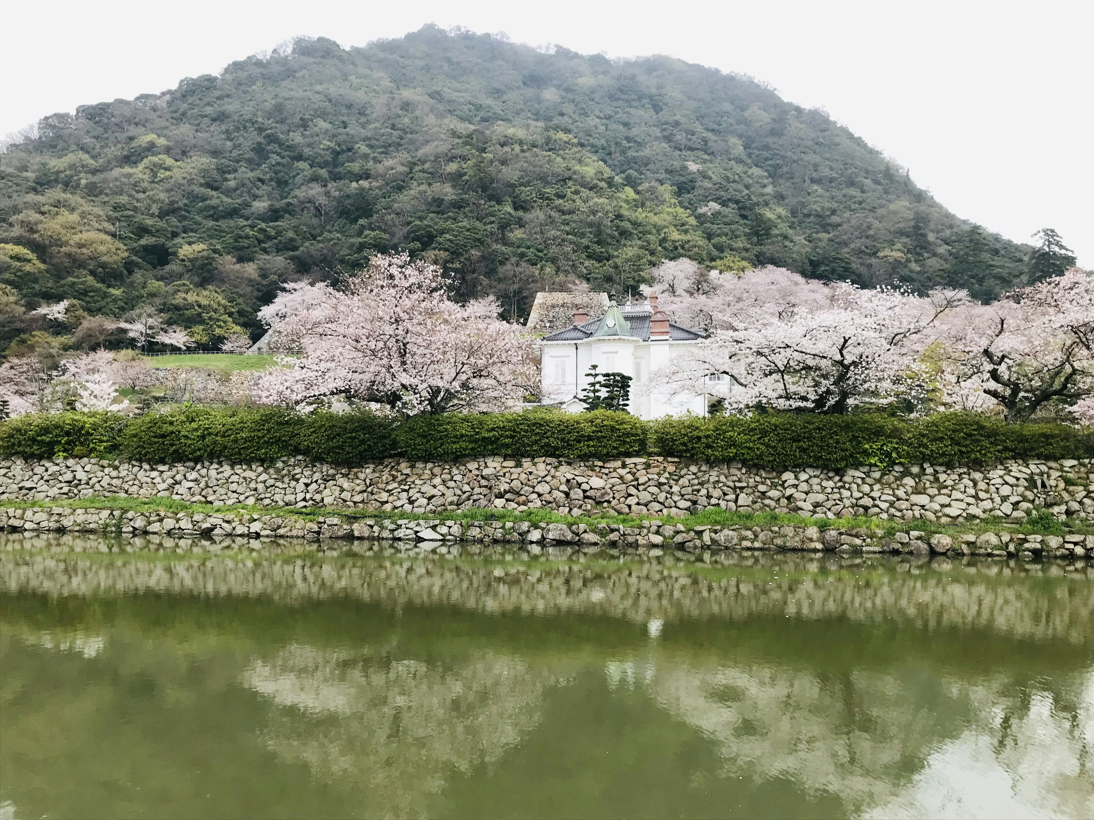 분홍색 벚꽃 나무와 산으로 둘러싸인 연못 옆의 흰 건물