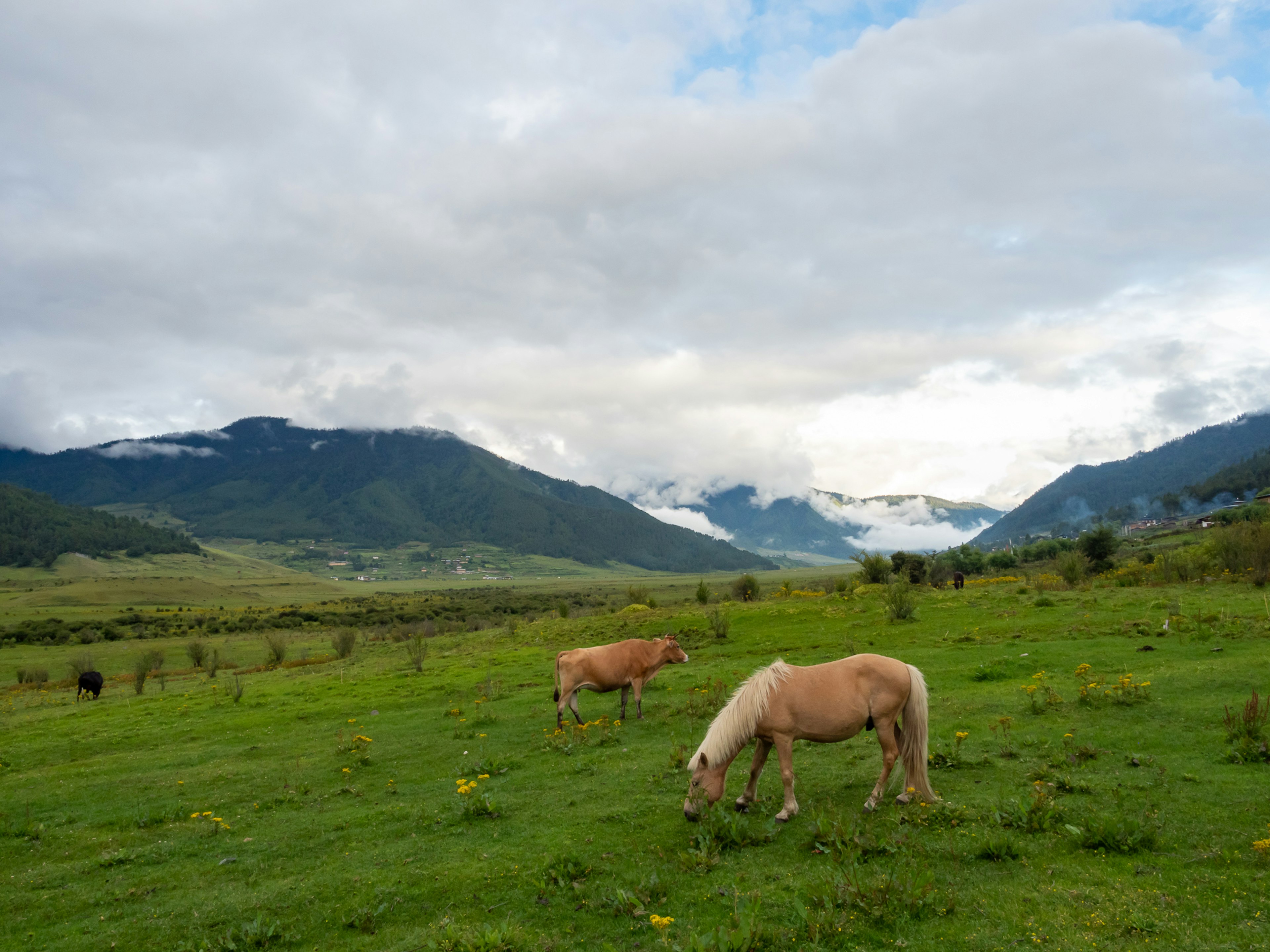 Eine malerische Aussicht auf ein Pferd und eine Kuh, die in einer grünen Wiese mit Bergen im Hintergrund grasen