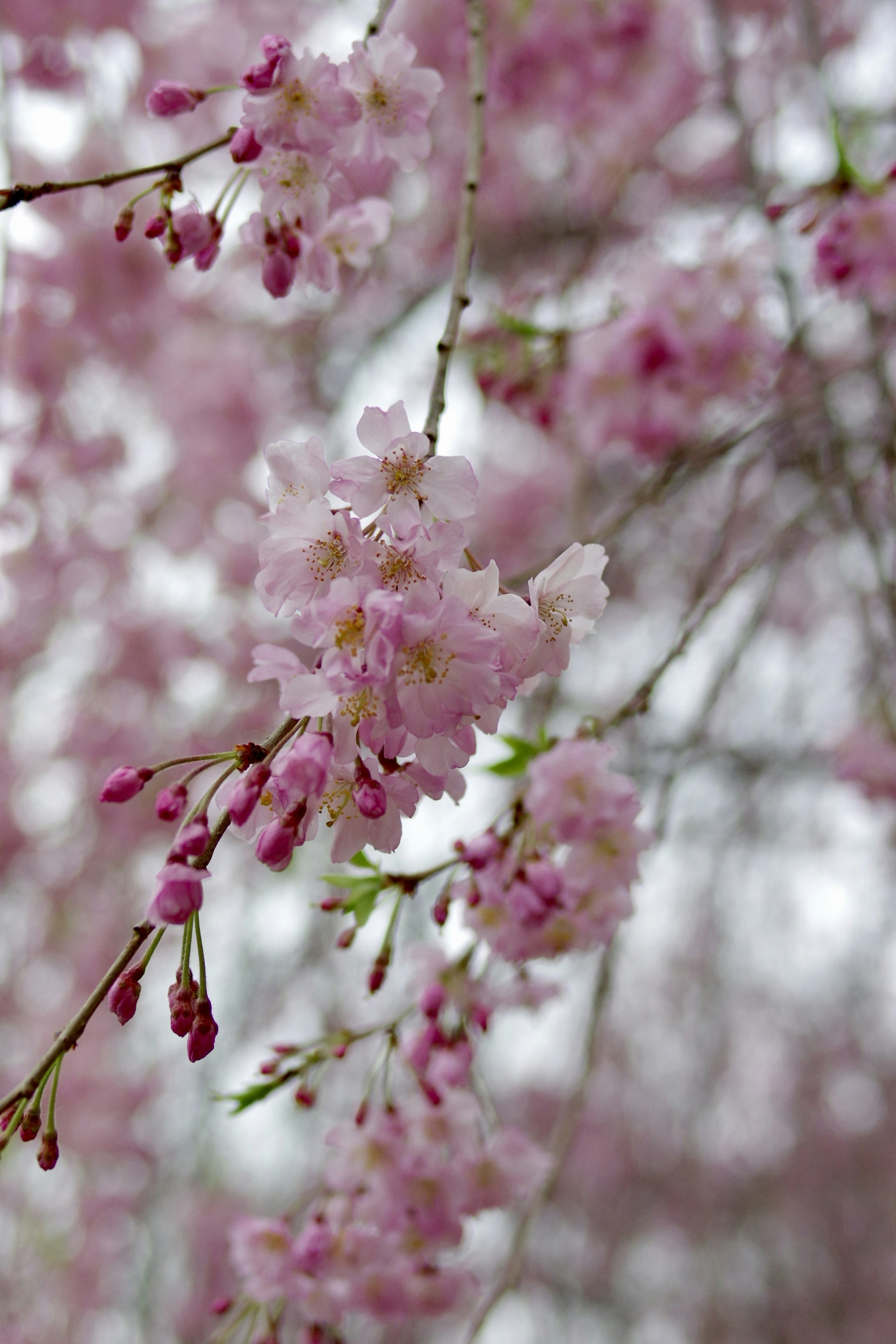 ภาพโคลสอัพของกิ่งก้านที่มีดอกไม้สีชมพูอ่อน