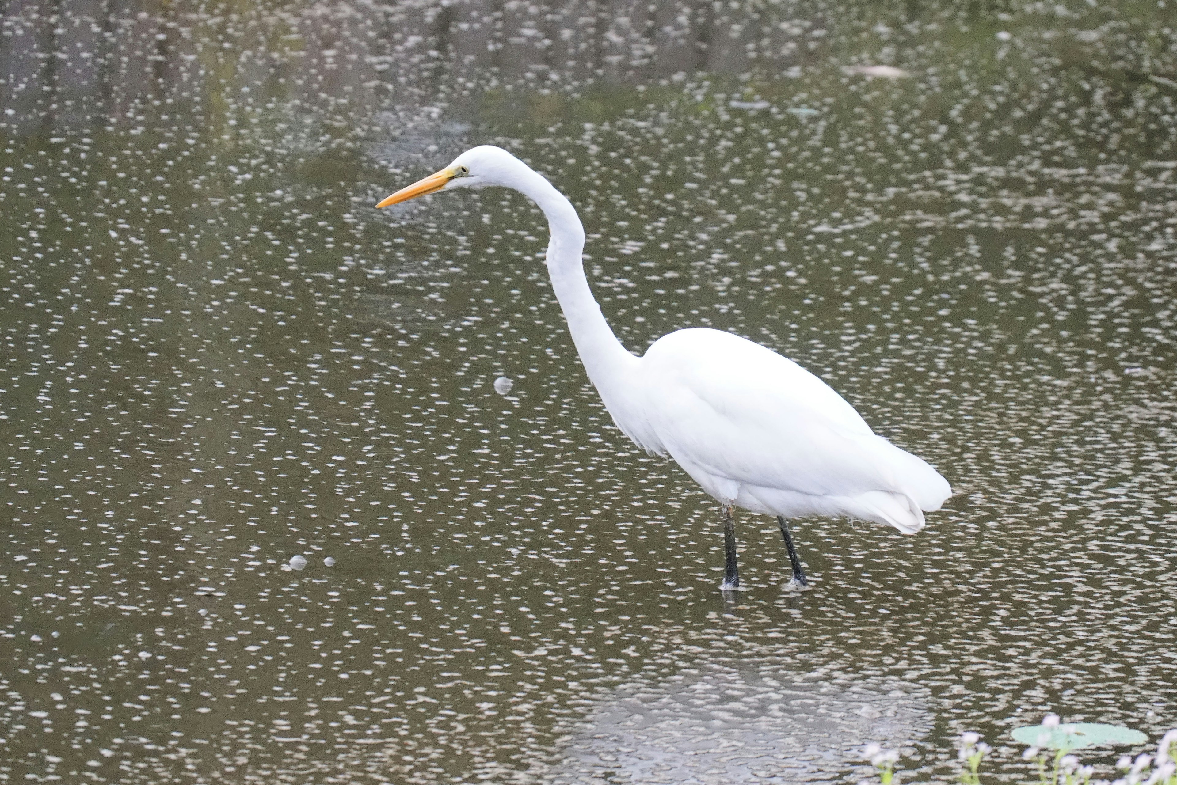 Ein weißer Reiher steht in ruhigem Wasser mit reflektierender Oberfläche