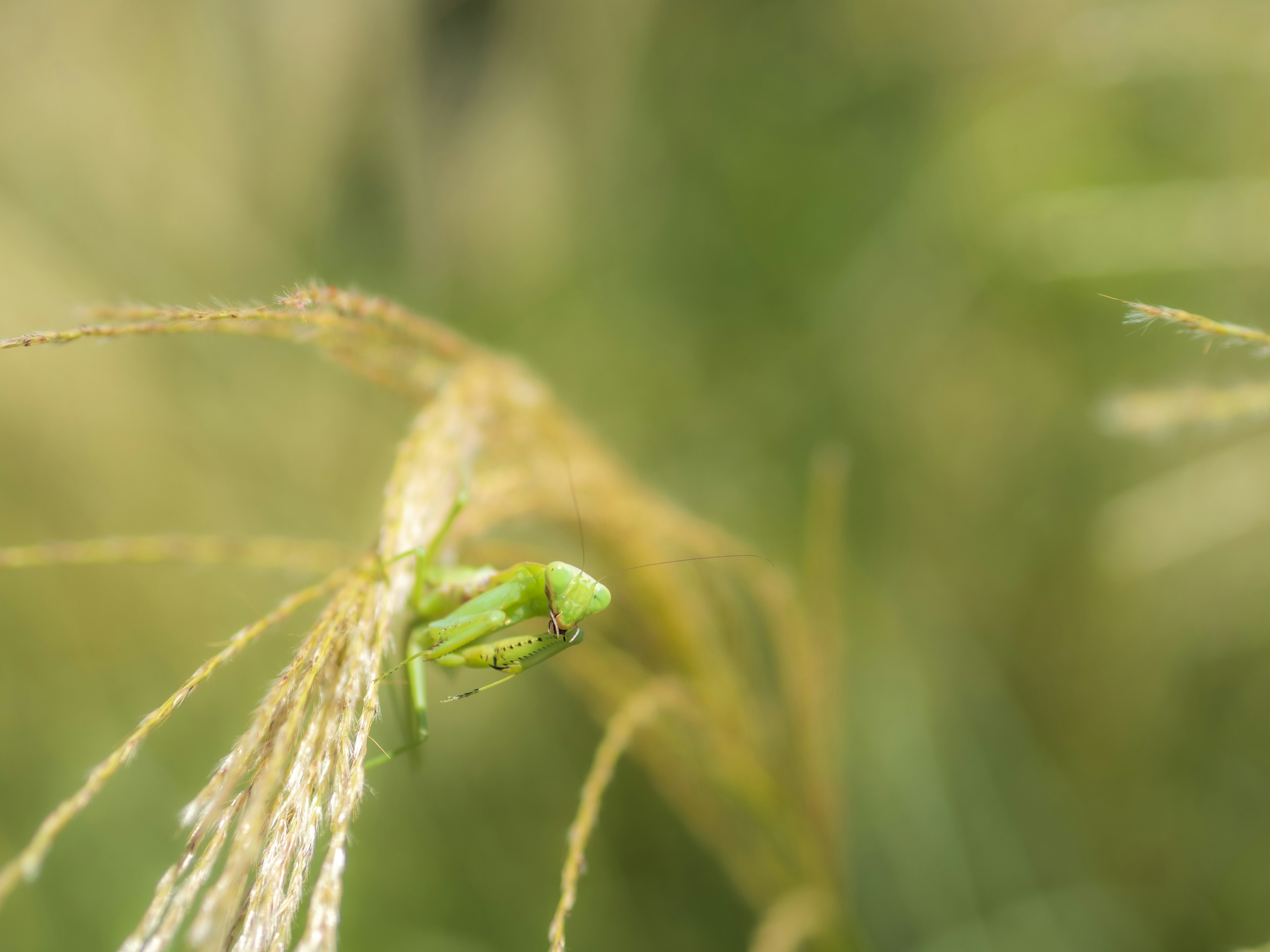 Katak hijau duduk di atas rumput dengan latar belakang lembut yang kabur