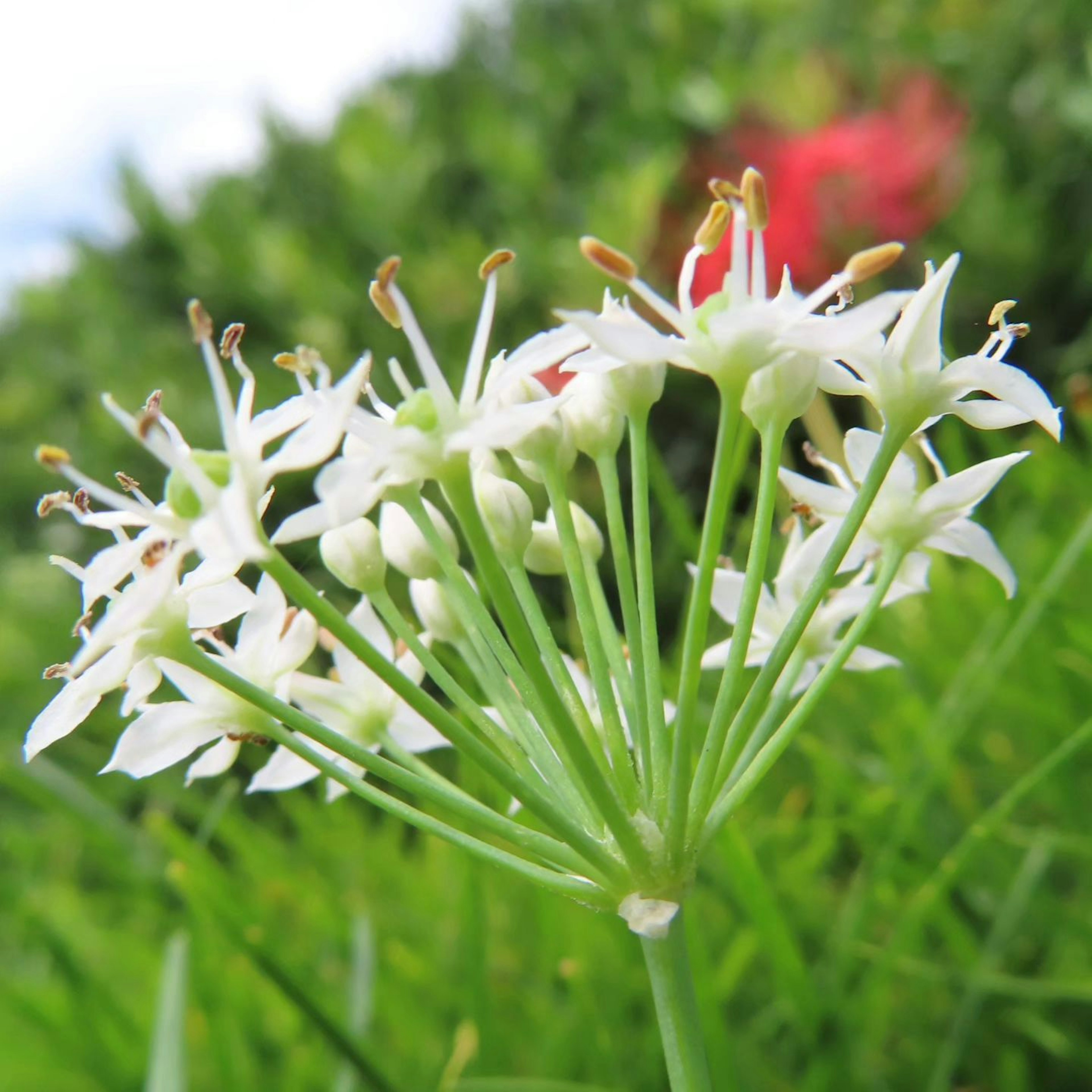 Büschel weißer Blumen umgeben von grünem Gras