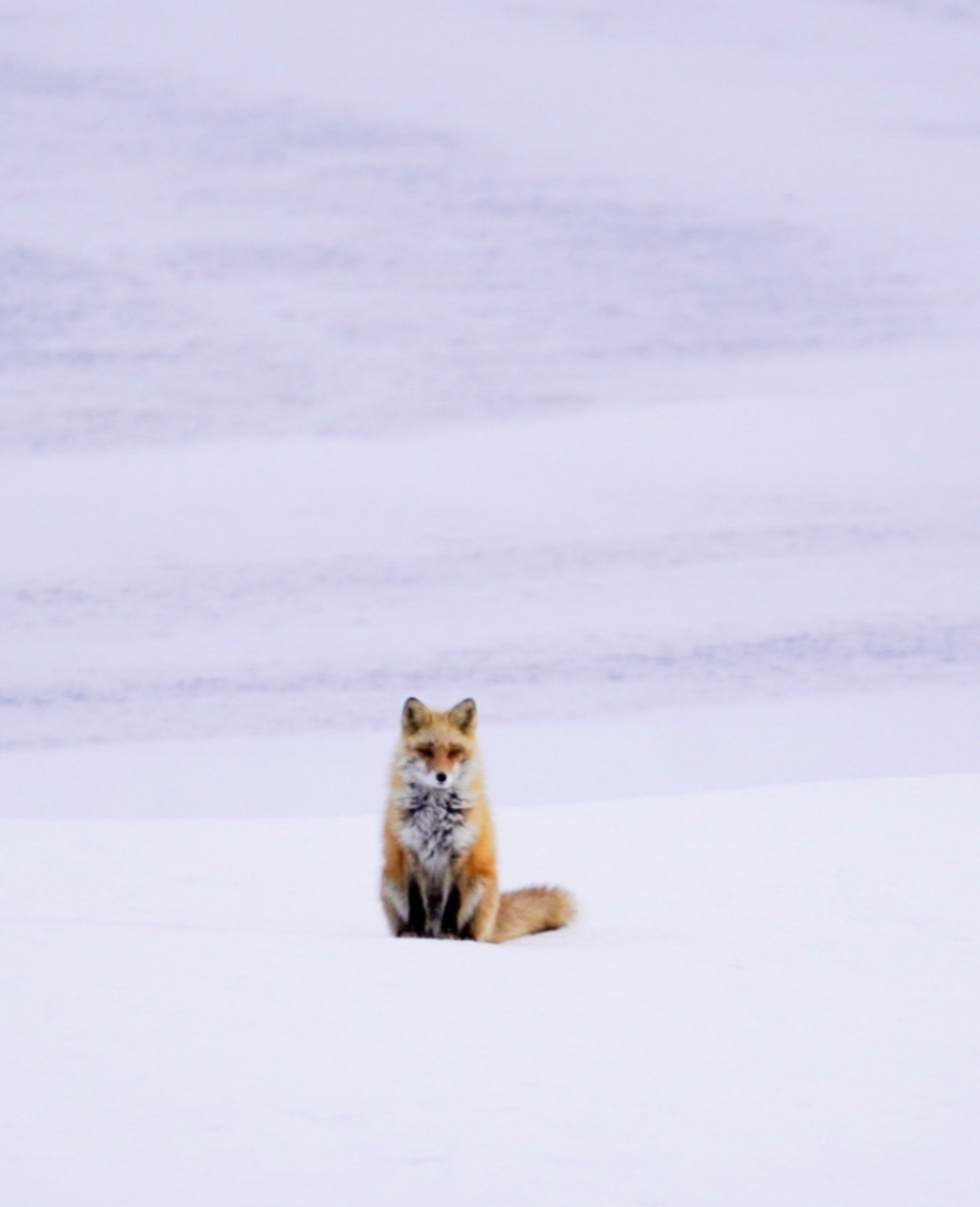 A fox sitting on a snowy landscape