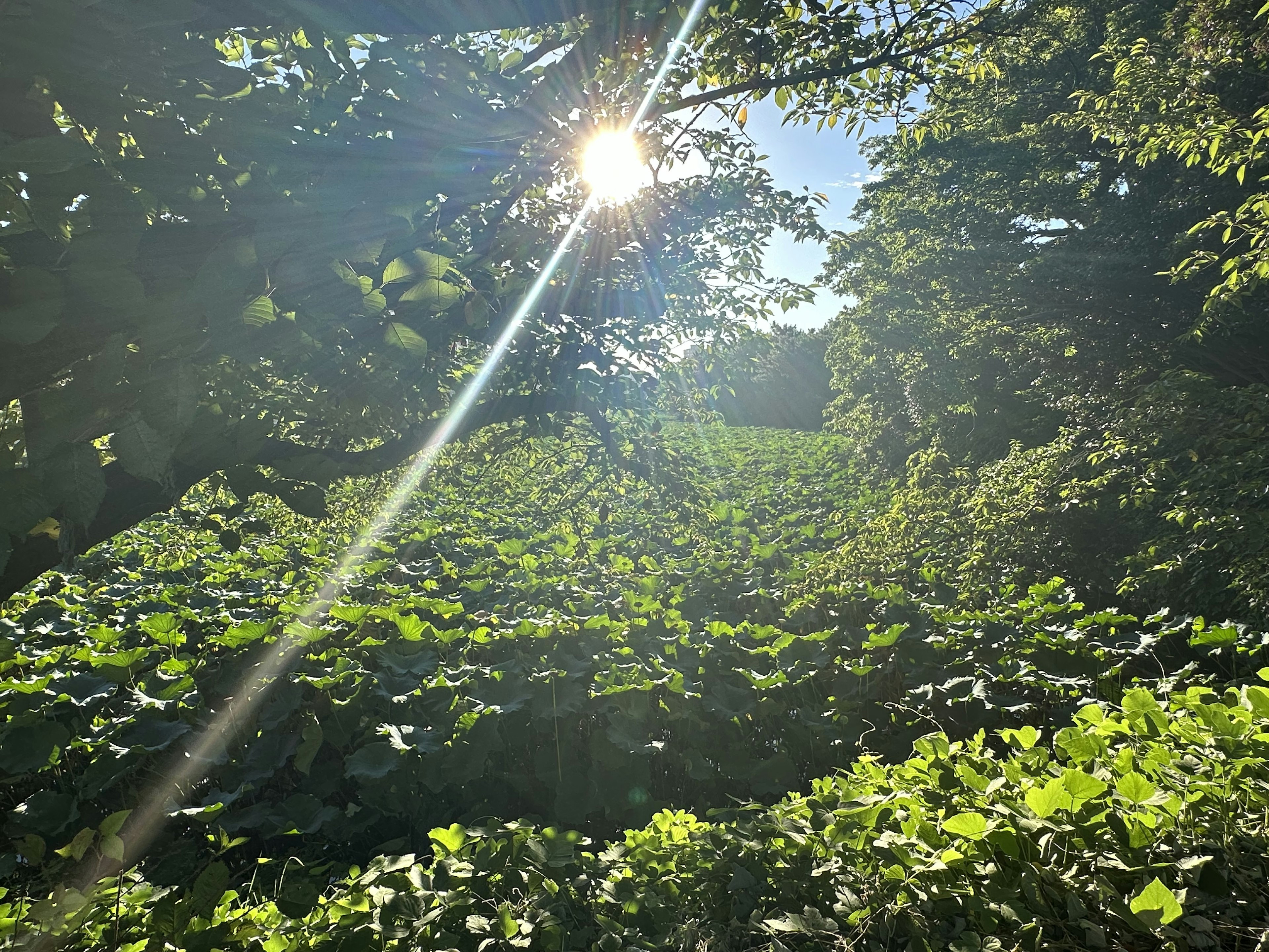 Luce solare che filtra attraverso la folta vegetazione di una foresta