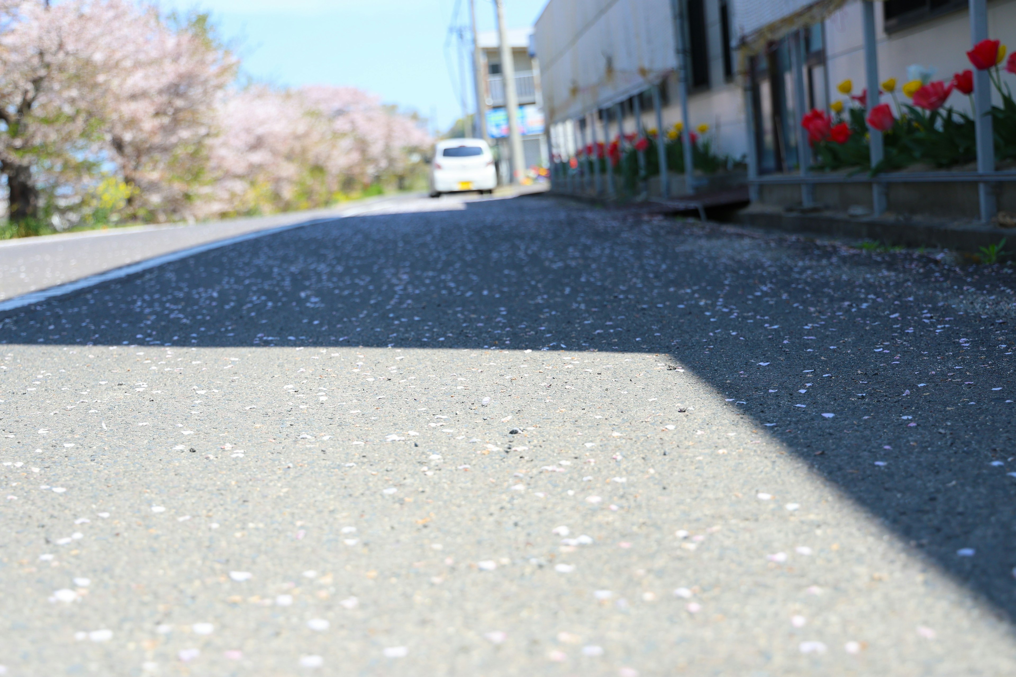 道路の低い視点から見た桜の花びらとチューリップの並ぶ風景