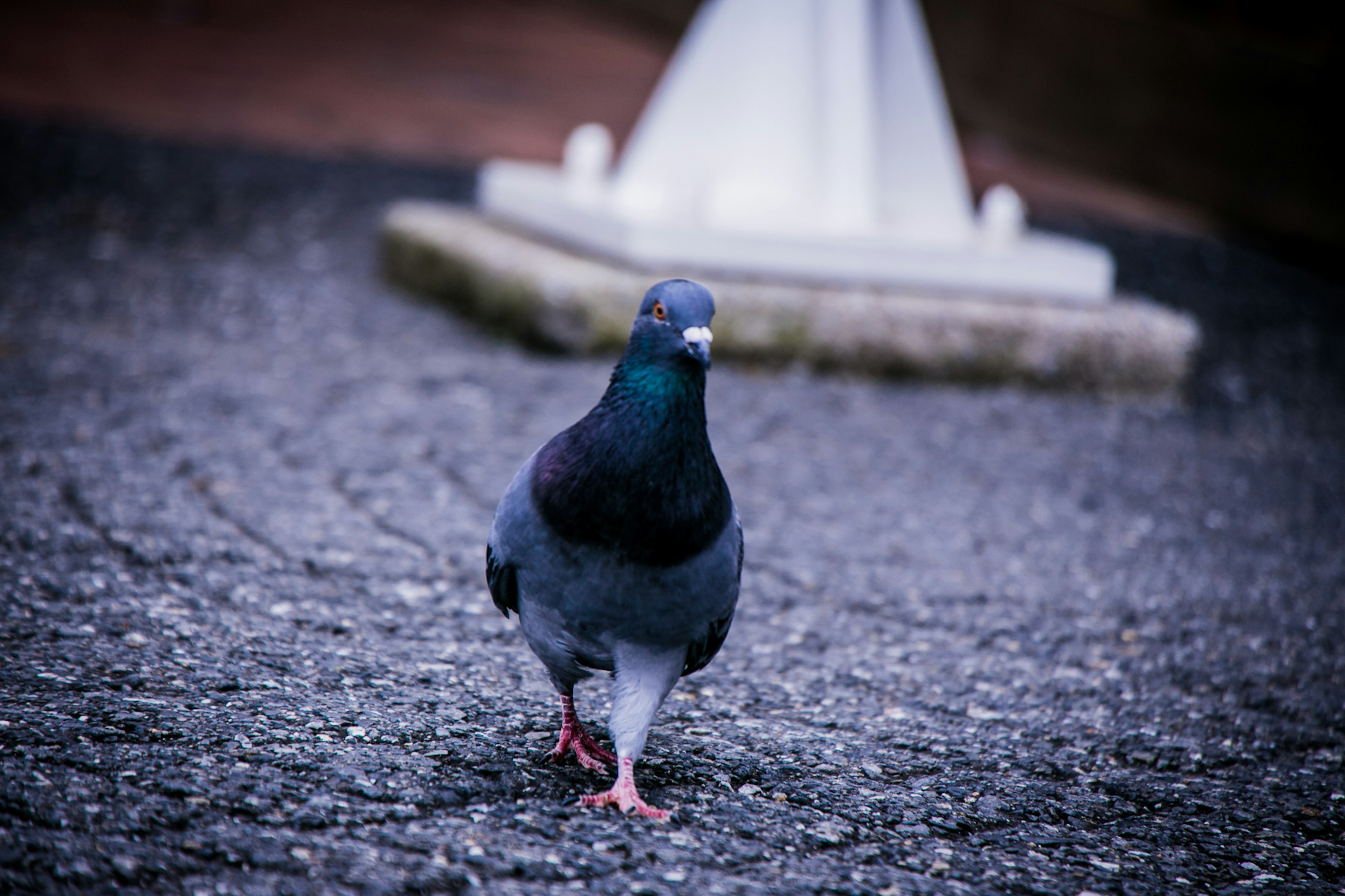 Gray pigeon walking on cobblestone with a white object in the background