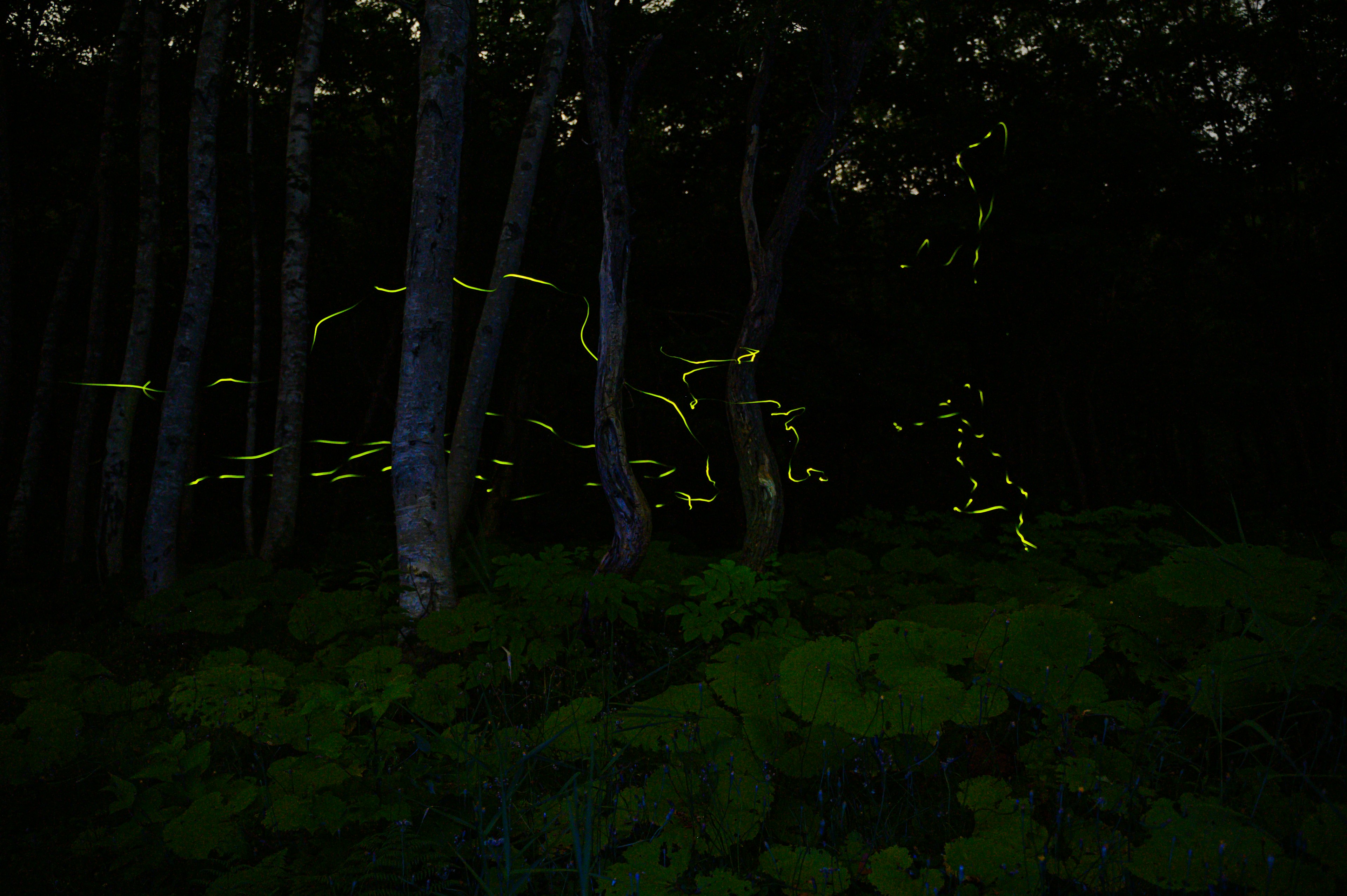 Luci delle lucciole che illuminano una foresta buia di notte