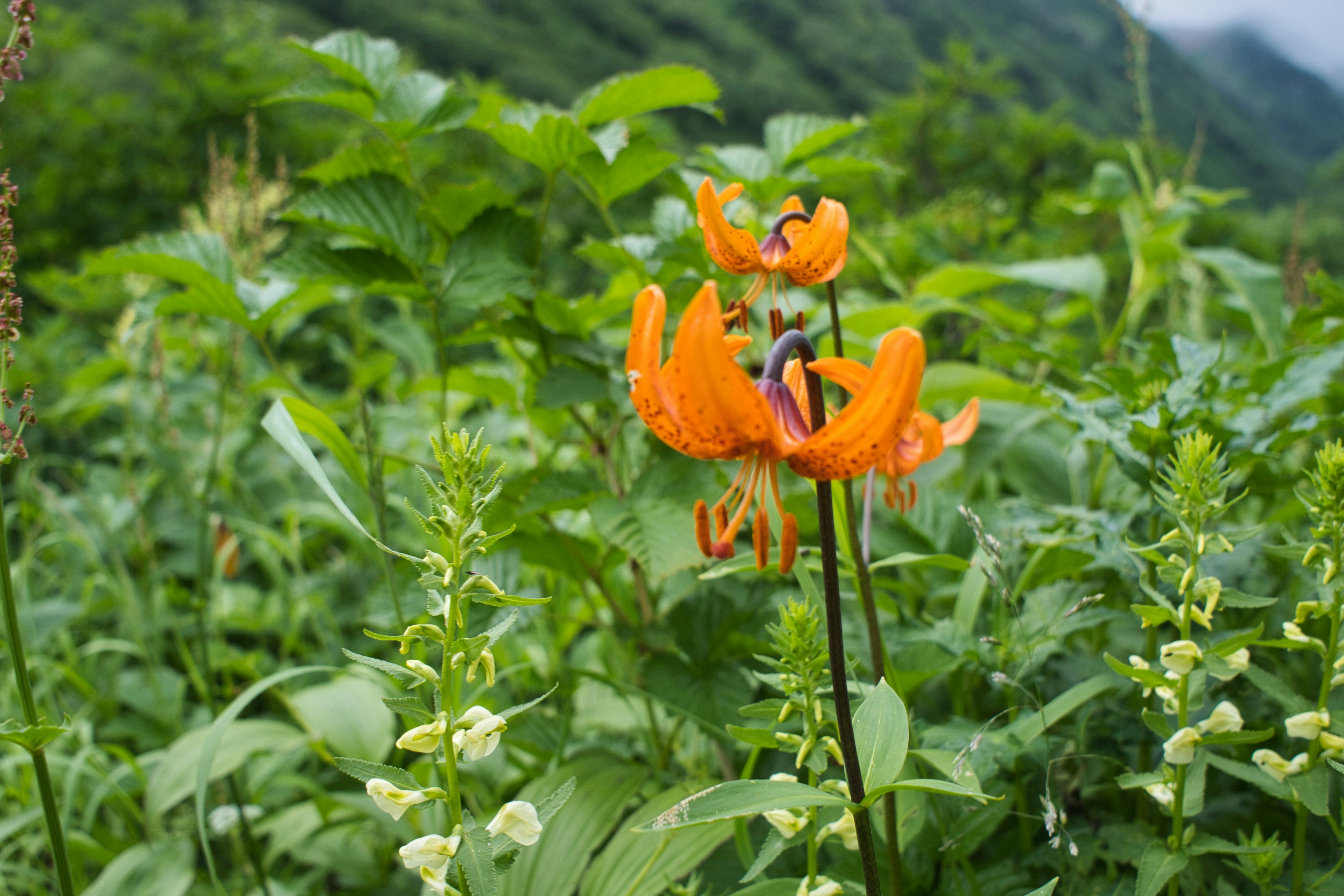 Fiori arancioni tra la folta vegetazione verde