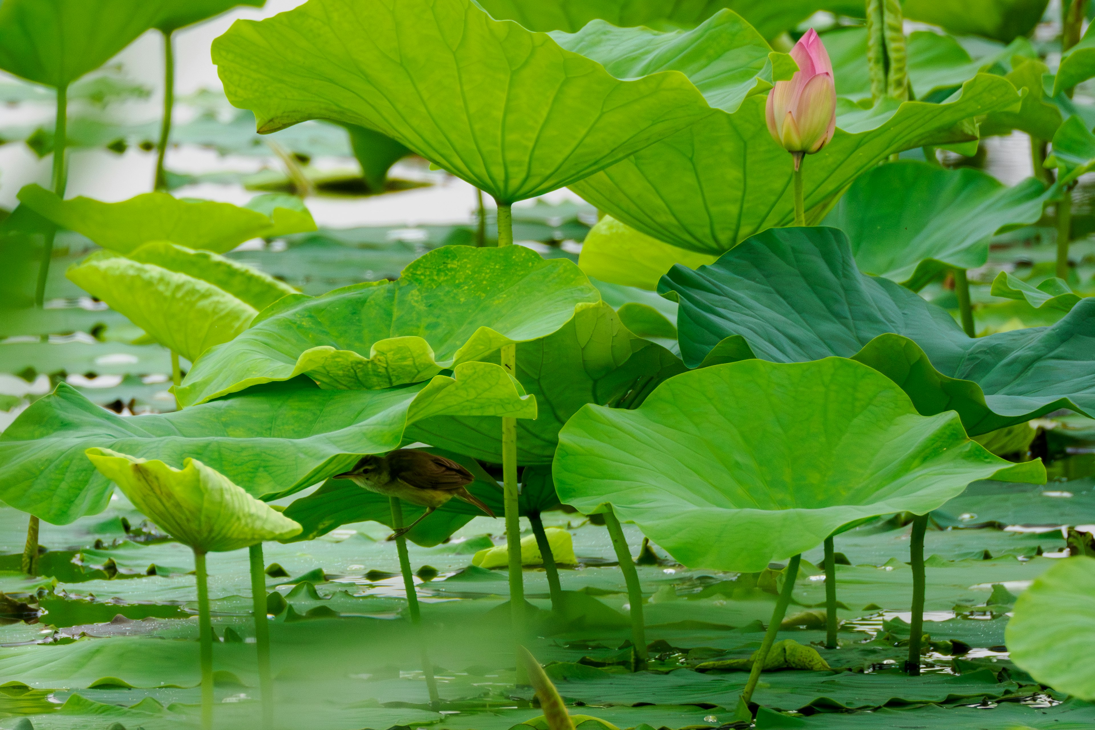 Schöne Szene mit grünen Lotusblättern und Knospen, die auf dem Wasser treiben