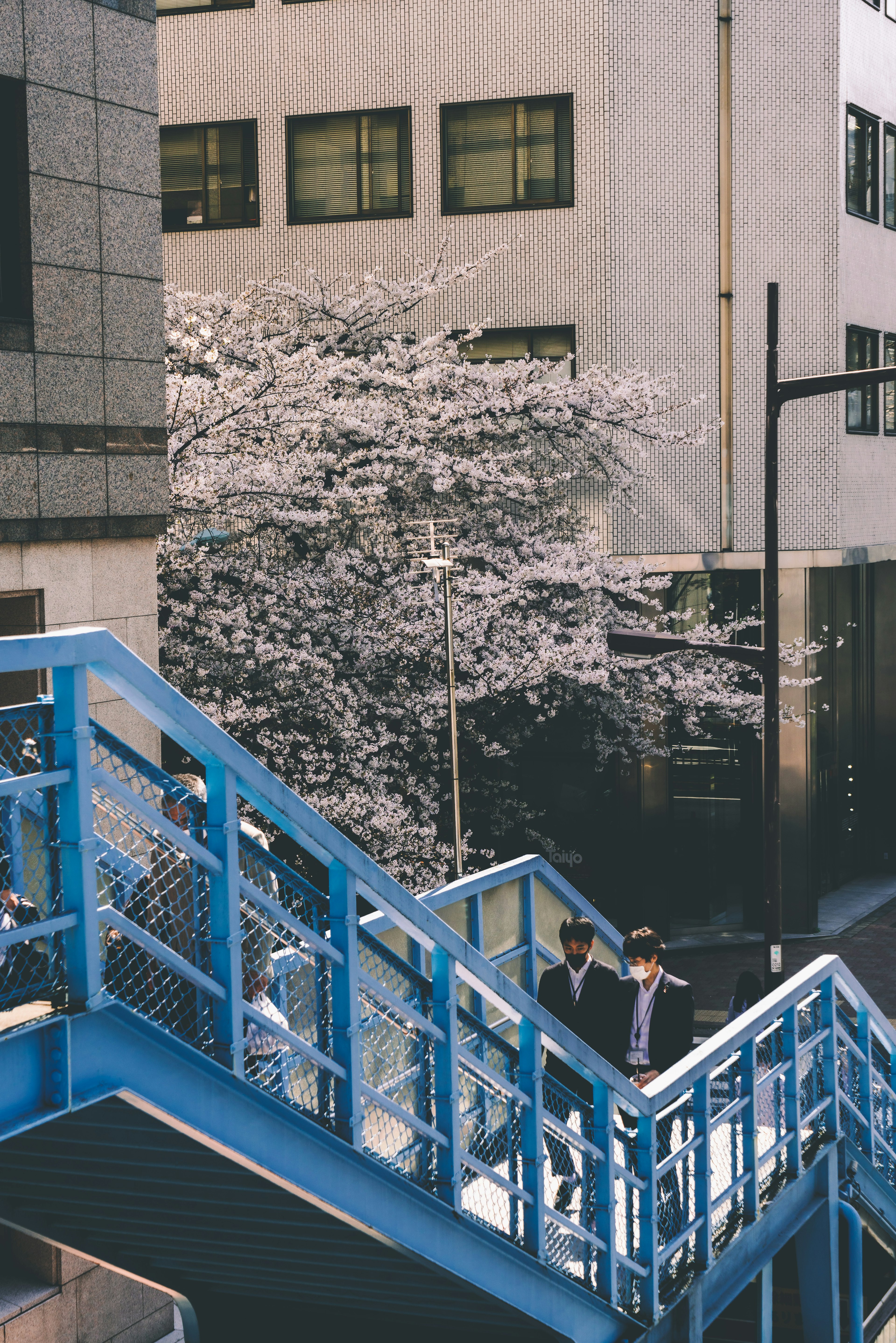 两名男子走下蓝色楼梯，背景是樱花树