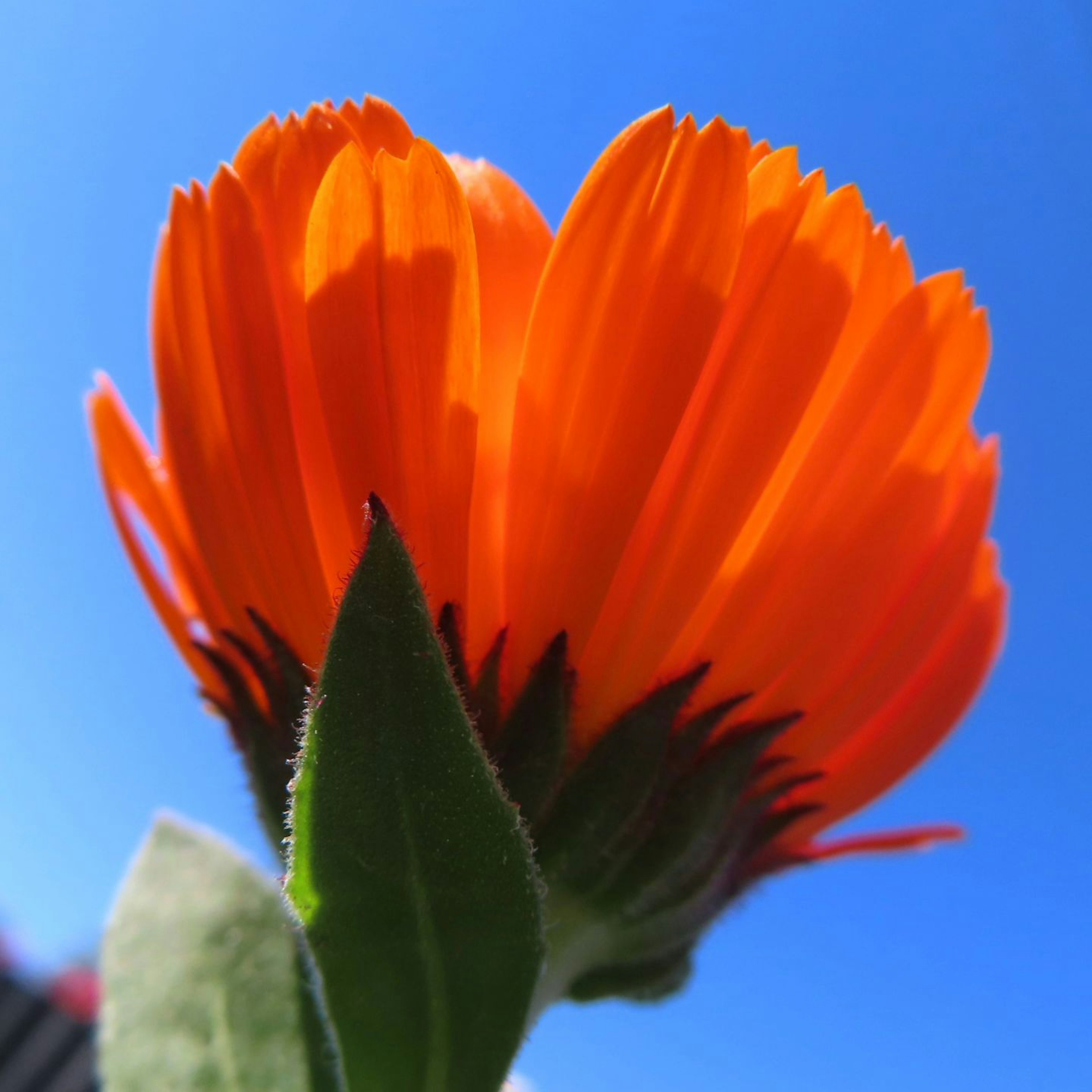 鮮やかなオレンジ色の花が青空の下で咲いている