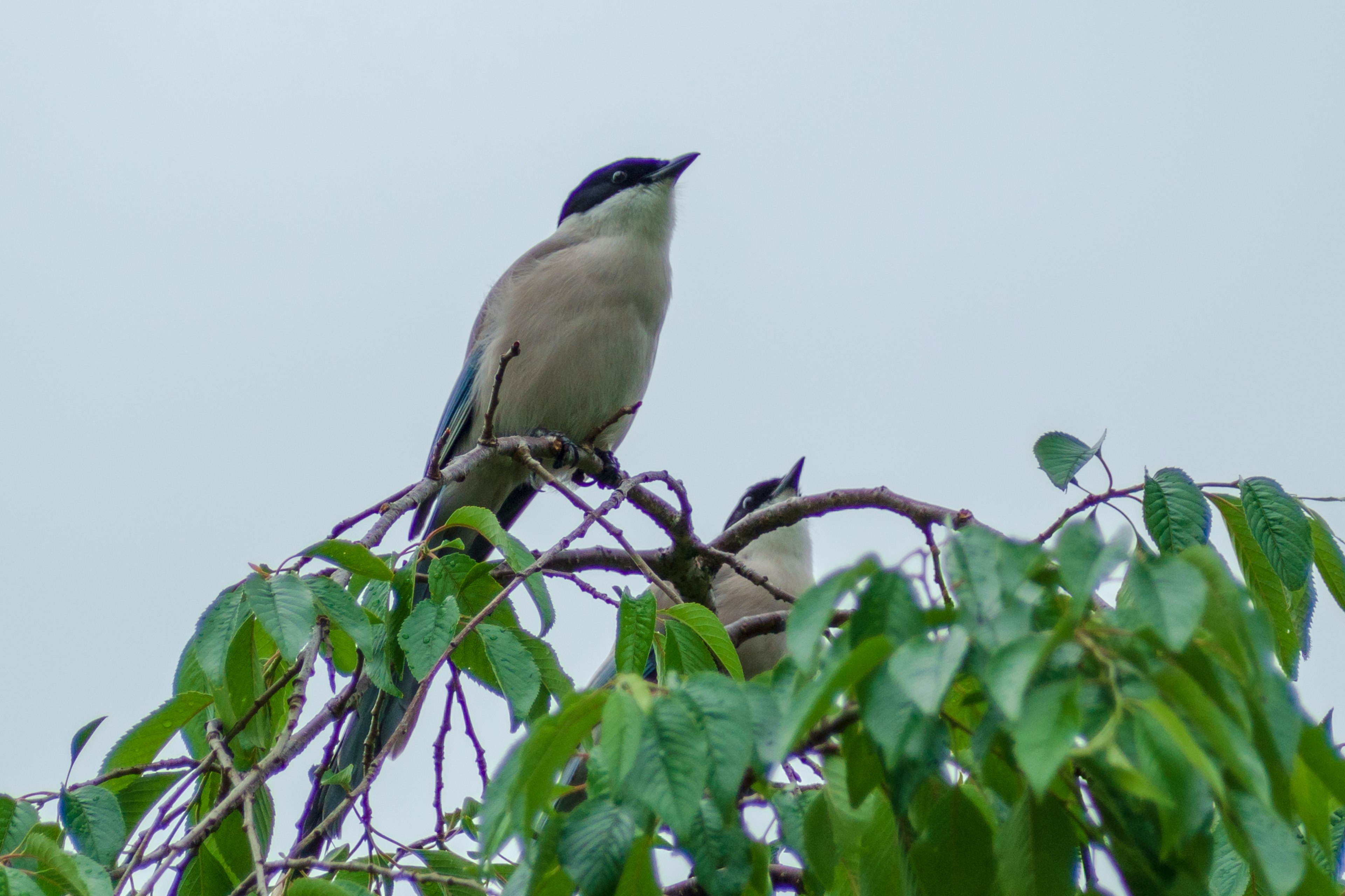 Un pájaro posado en una rama con cabeza azul y cuerpo gris rodeado de hojas verdes