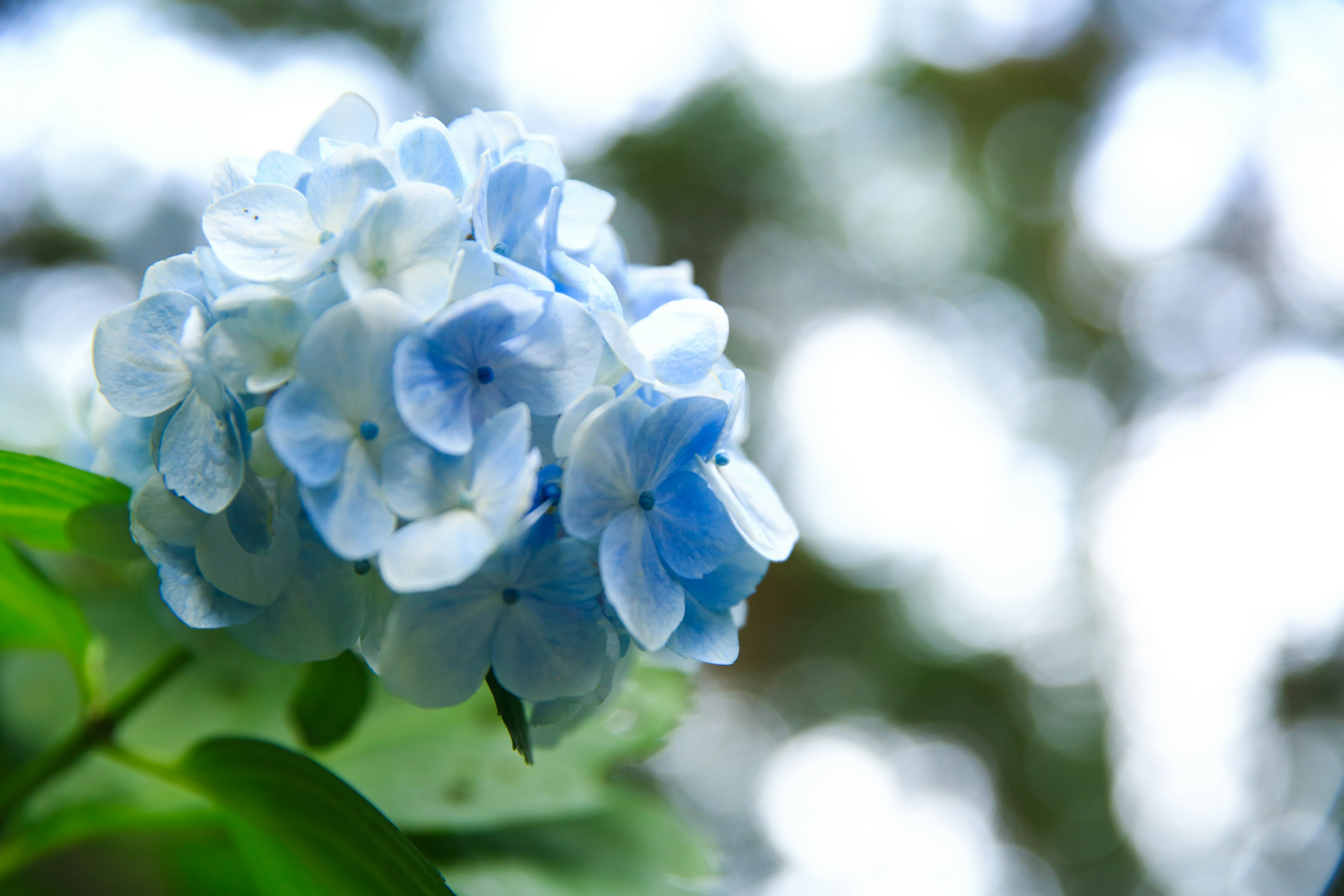 青いアジサイの花が背景のぼやけた緑の中に浮かんでいる