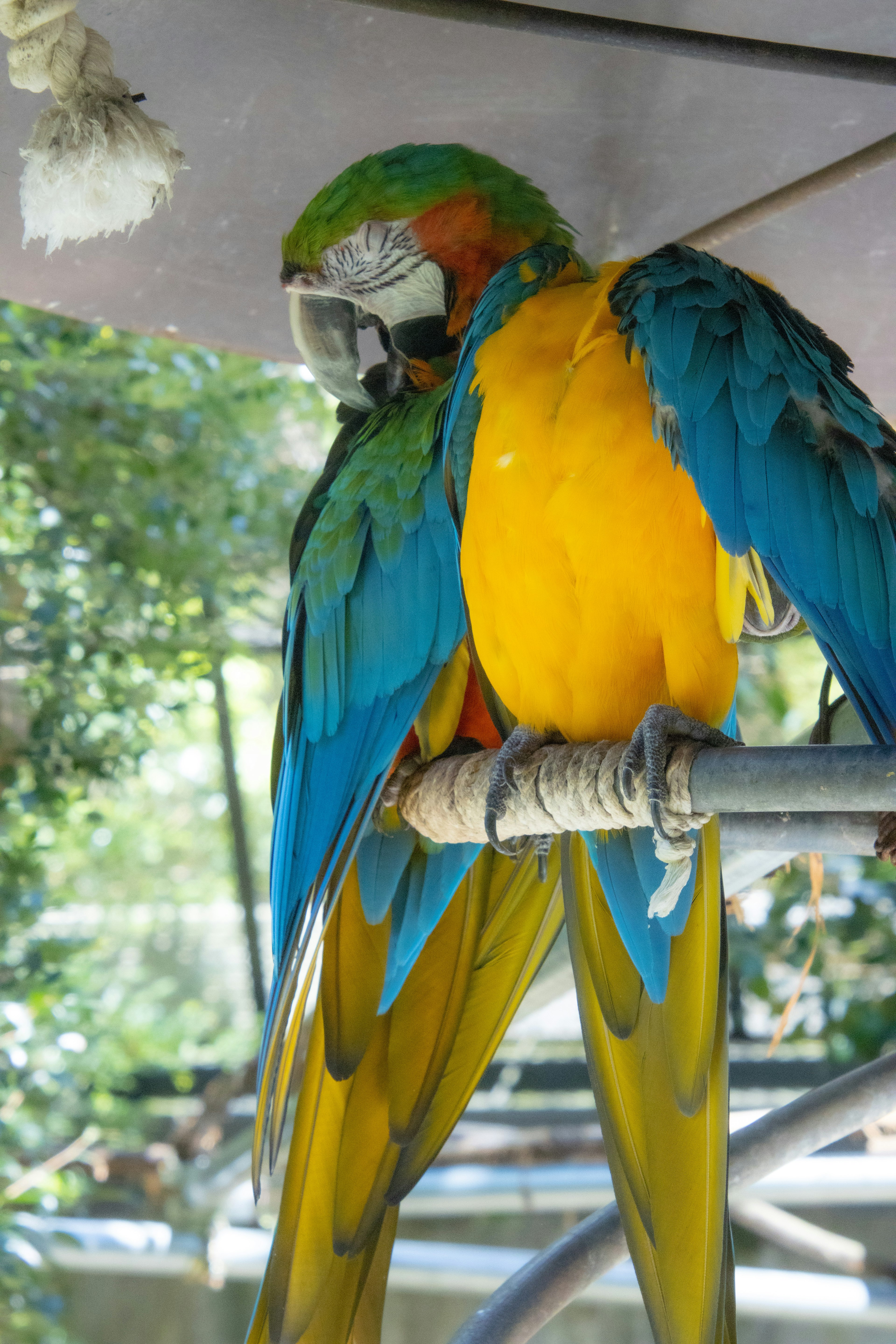 Seekor burung beo dengan bulu biru dan kuning bertengger di cabang