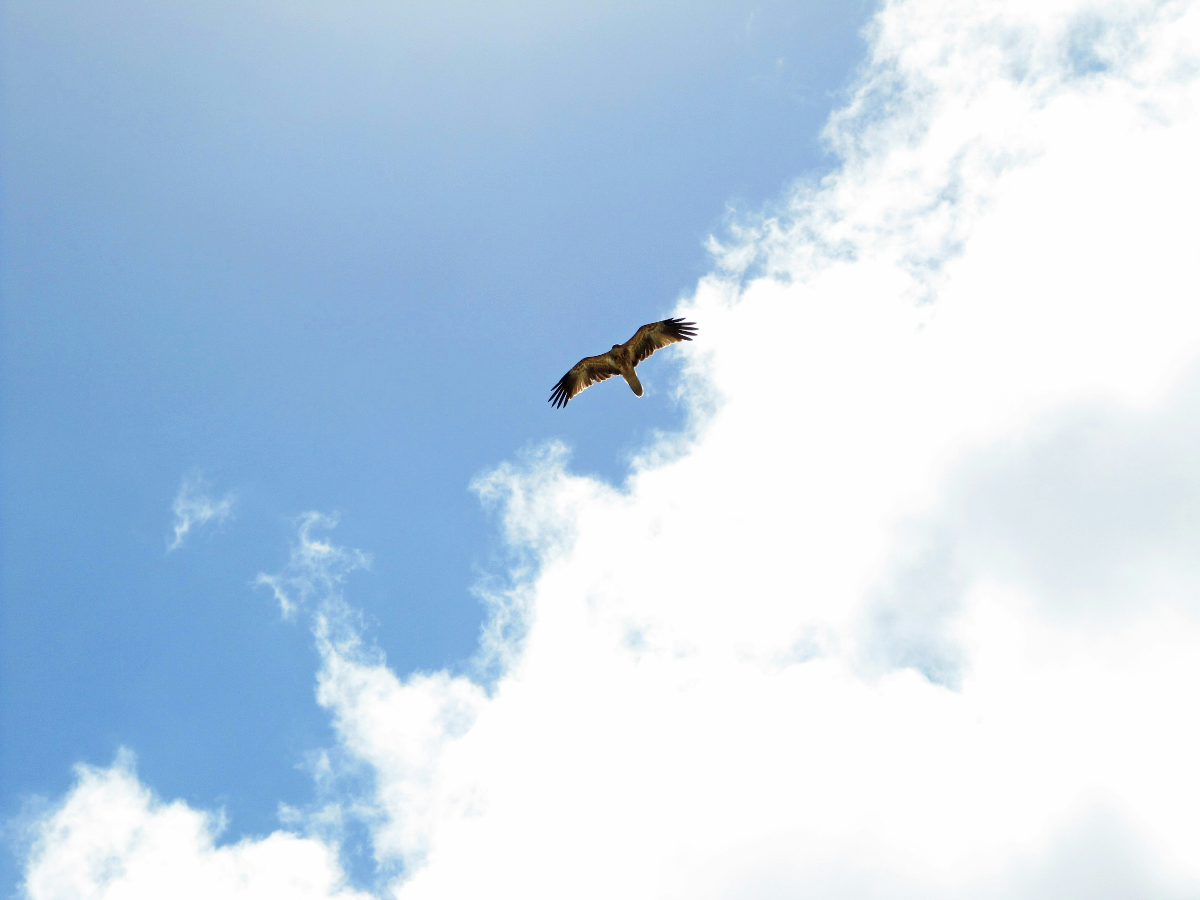 Ein Falke, der gegen einen blauen Himmel mit fluffigen Wolken schwebt