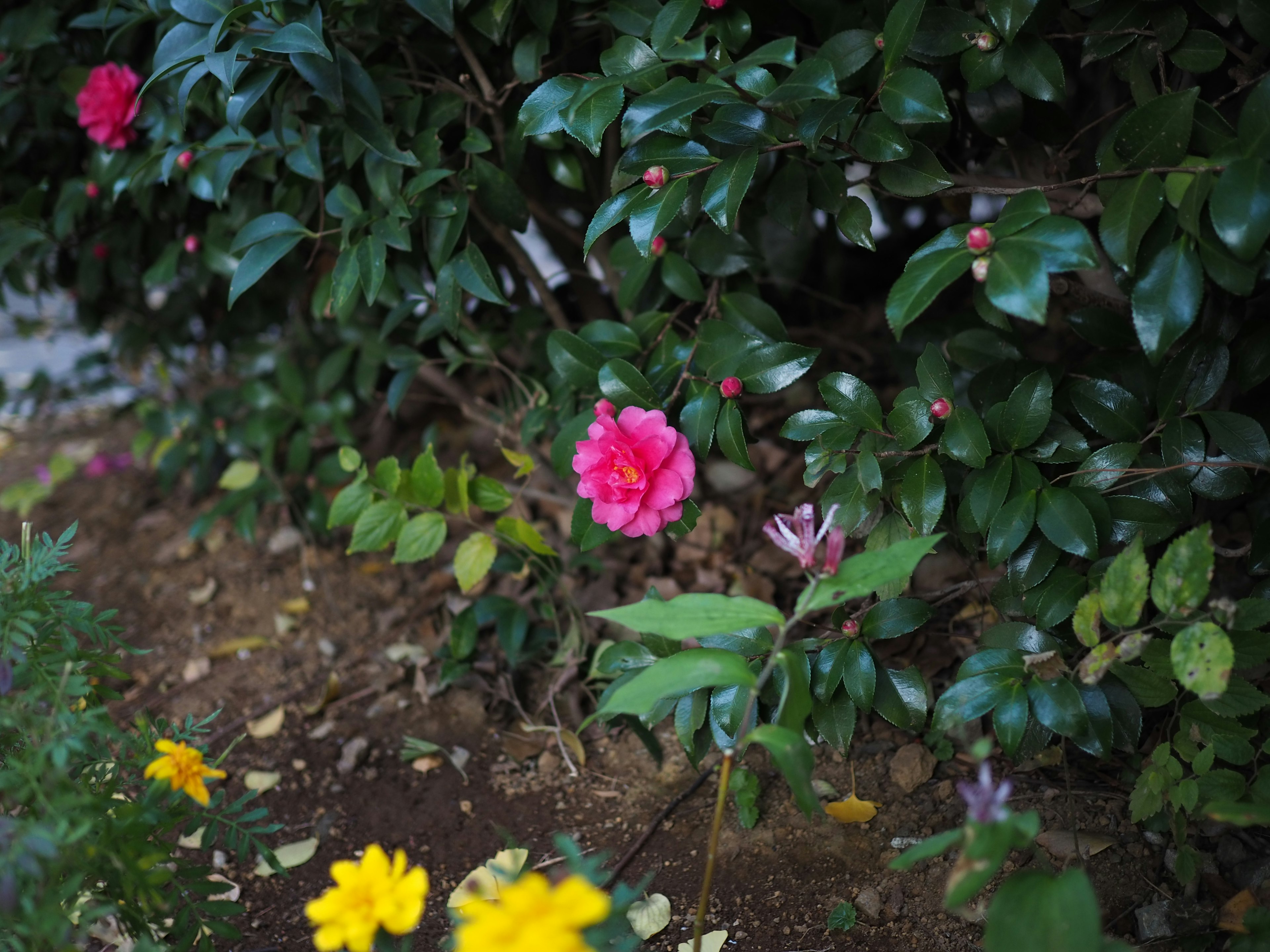 A garden scene with colorful flowers featuring a pink flower among green leaves and yellow flowers in the foreground