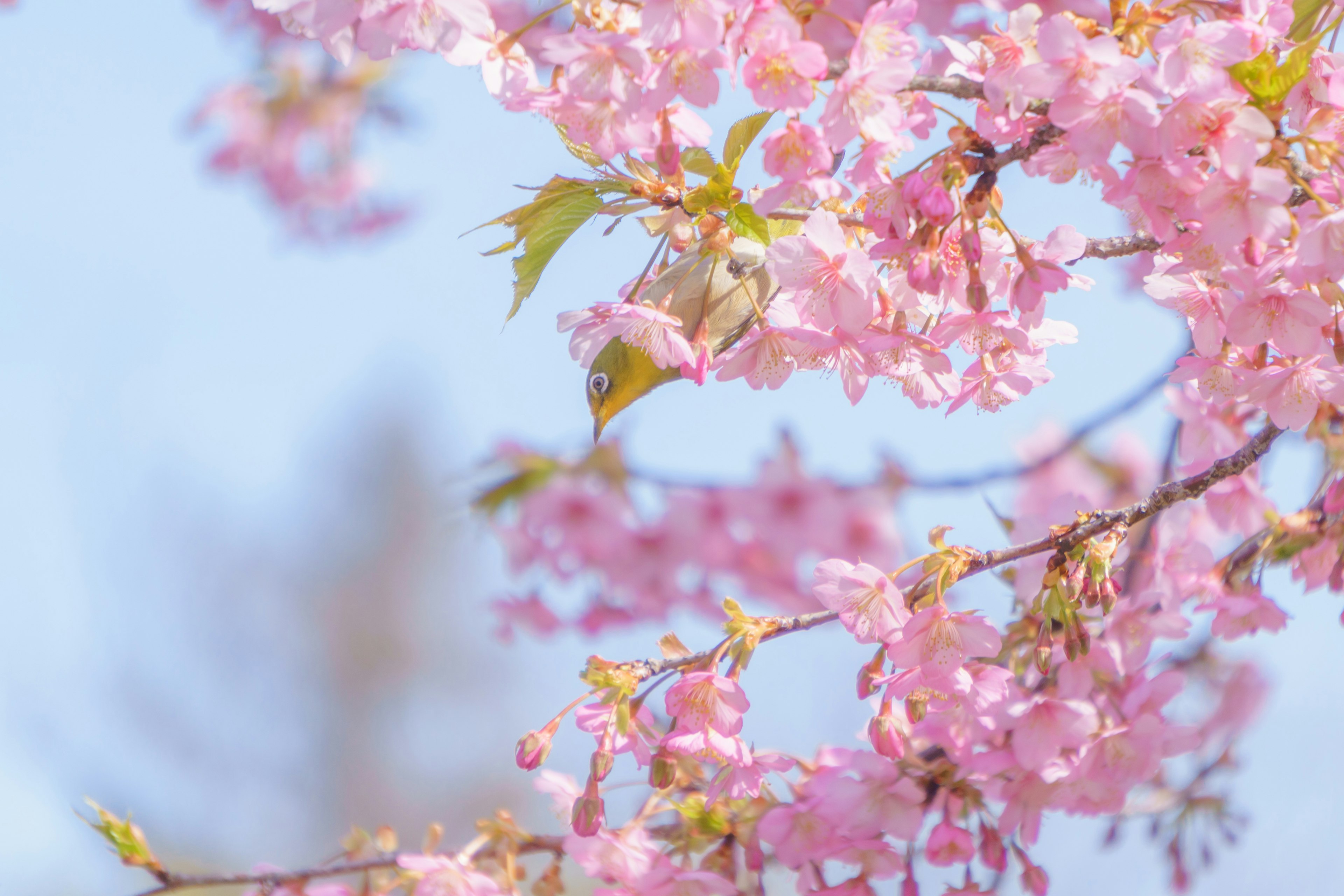 Close-up cabang bunga sakura dengan bunga pink di latar belakang langit biru