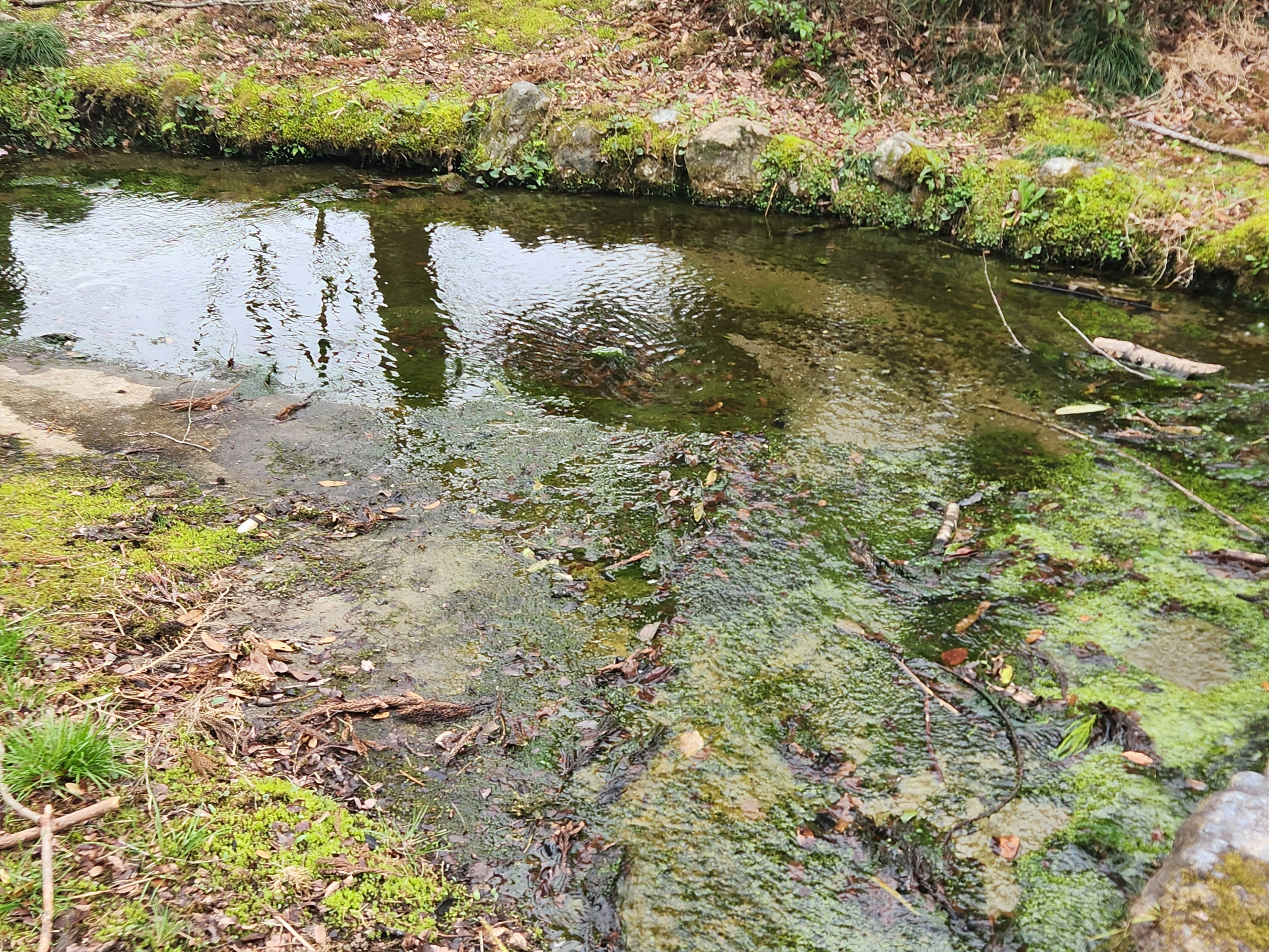 Un petit ruisseau avec de l'eau claire entouré de mousse verte et de pierres