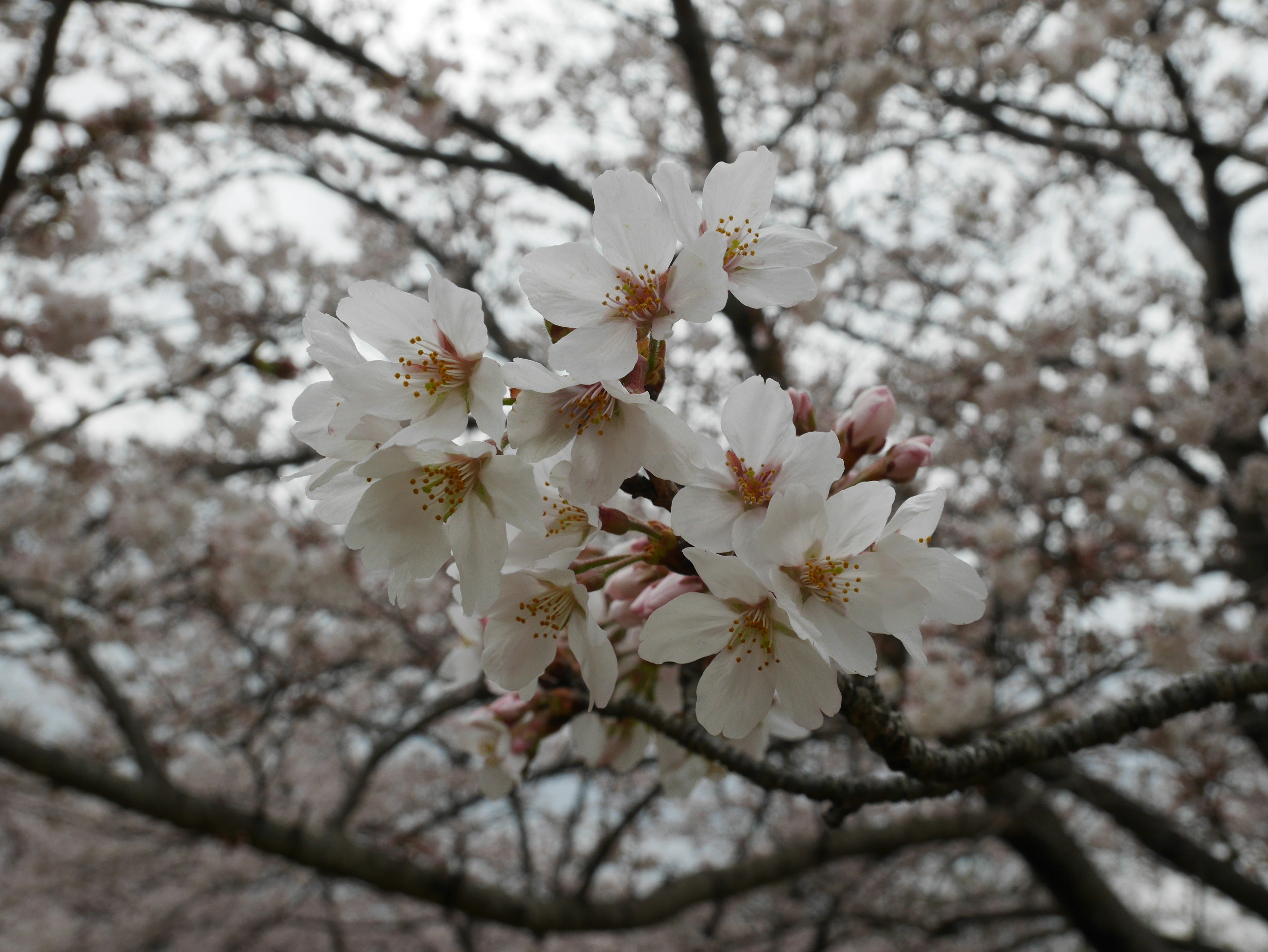 白い桜の花が咲いている美しい枝のクローズアップ