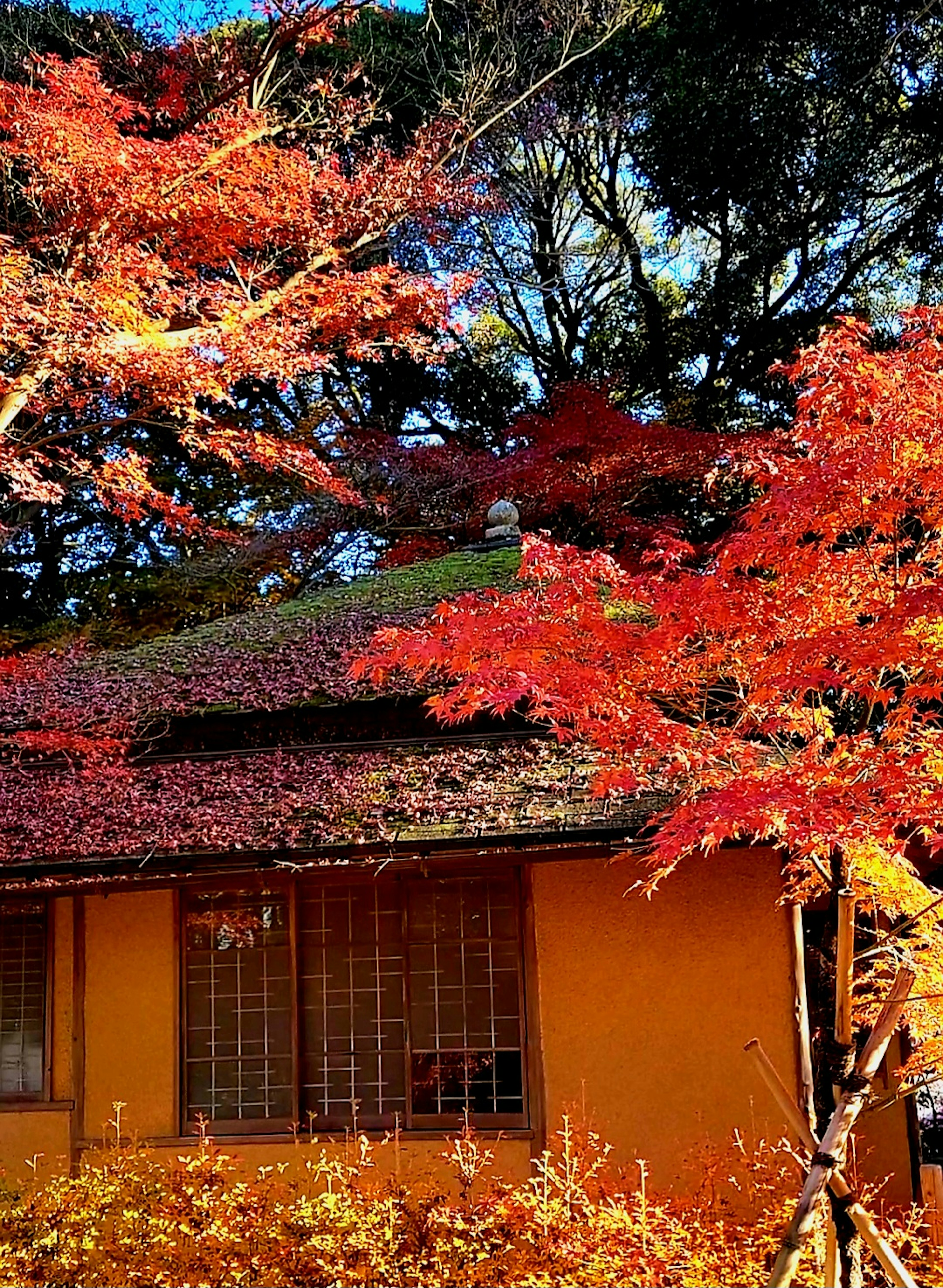 Orange house surrounded by vibrant red autumn leaves