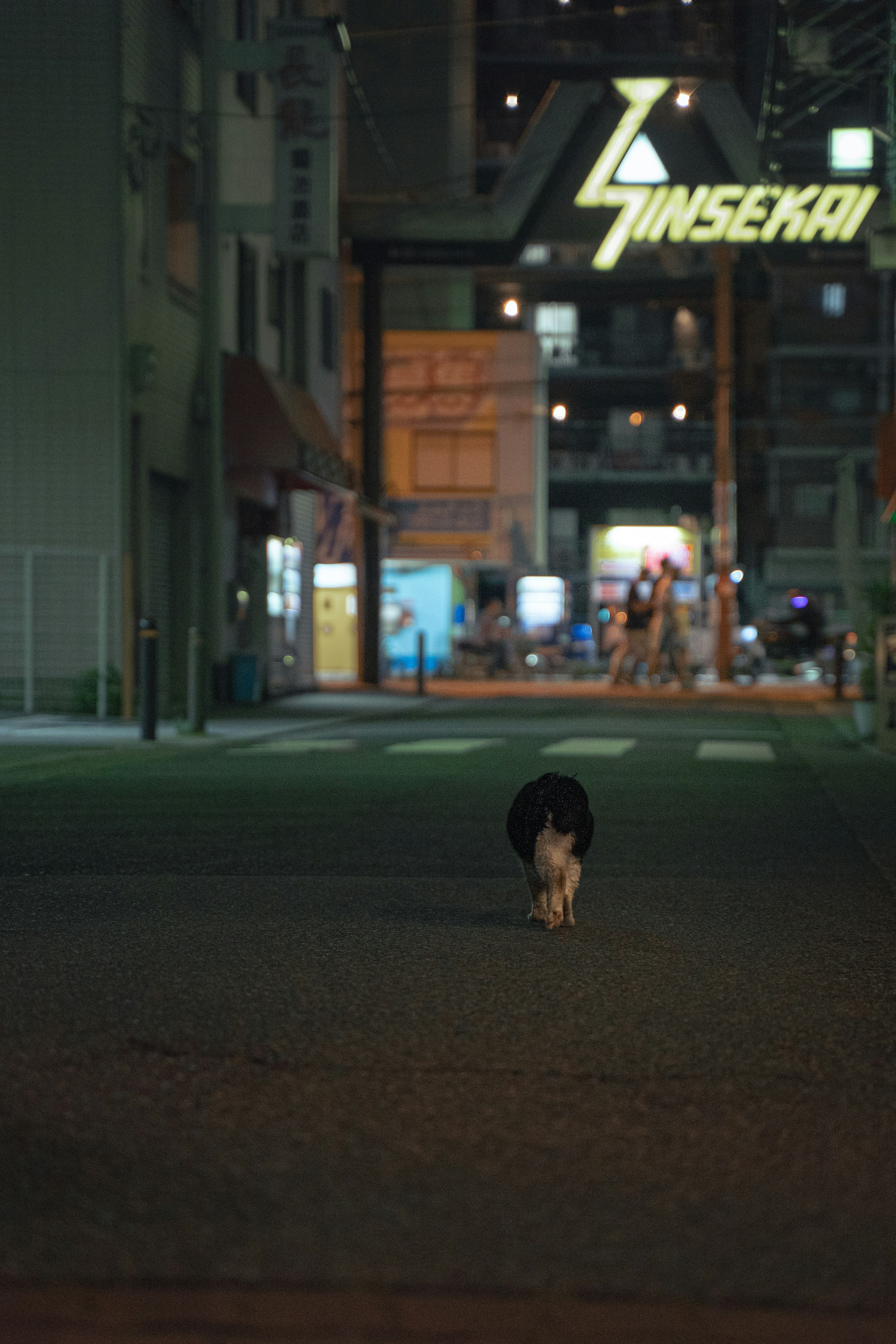 夜の新世界で歩く犬の姿