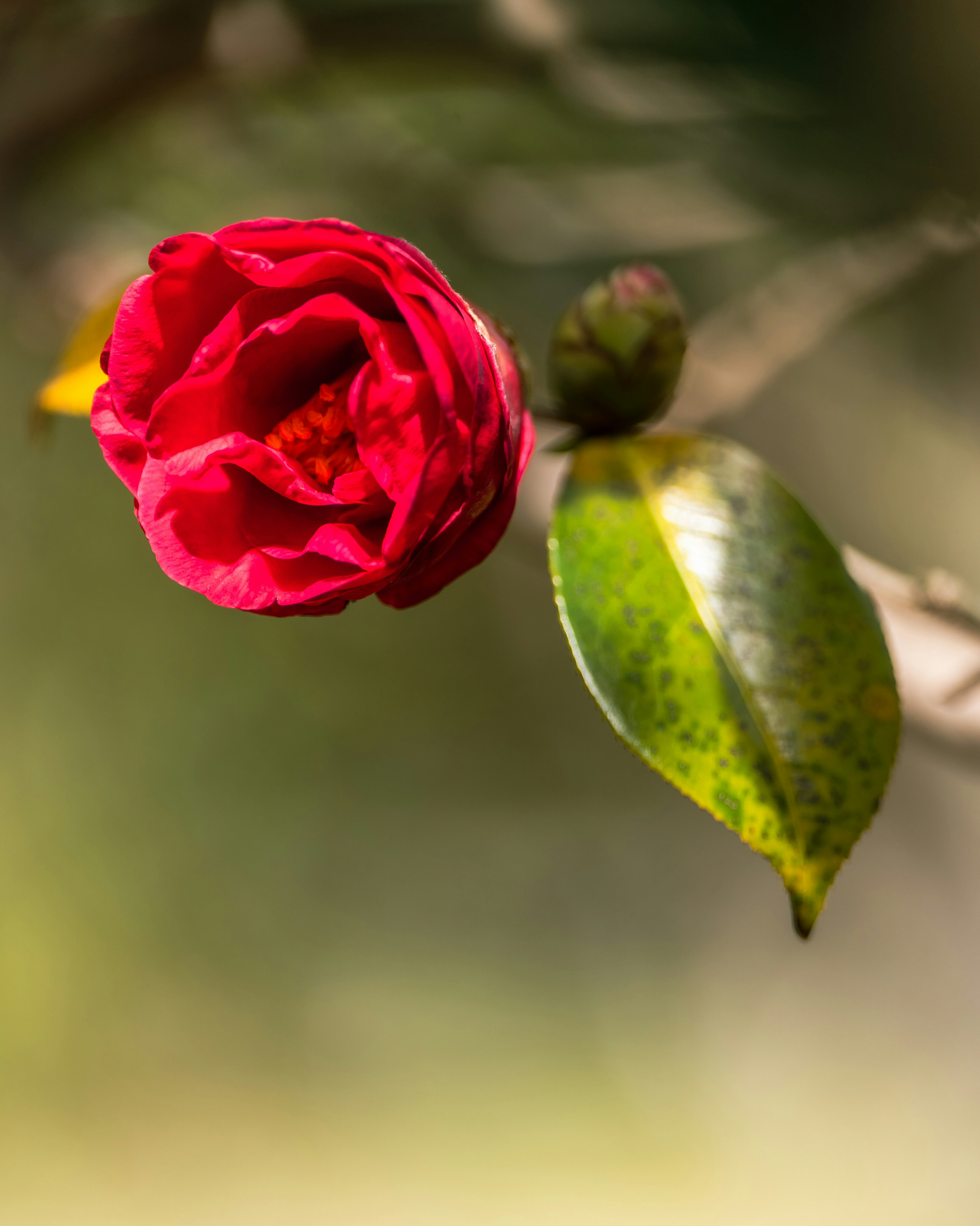 鮮やかな赤い花と緑の葉が特徴のカメリアの花