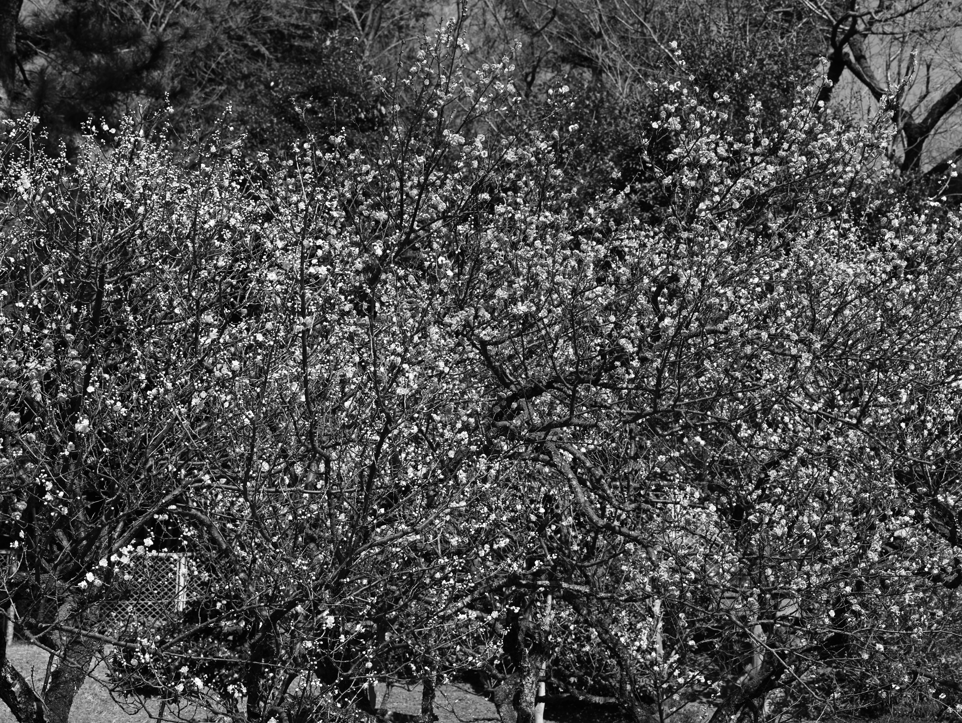 Black and white scene of flowering trees