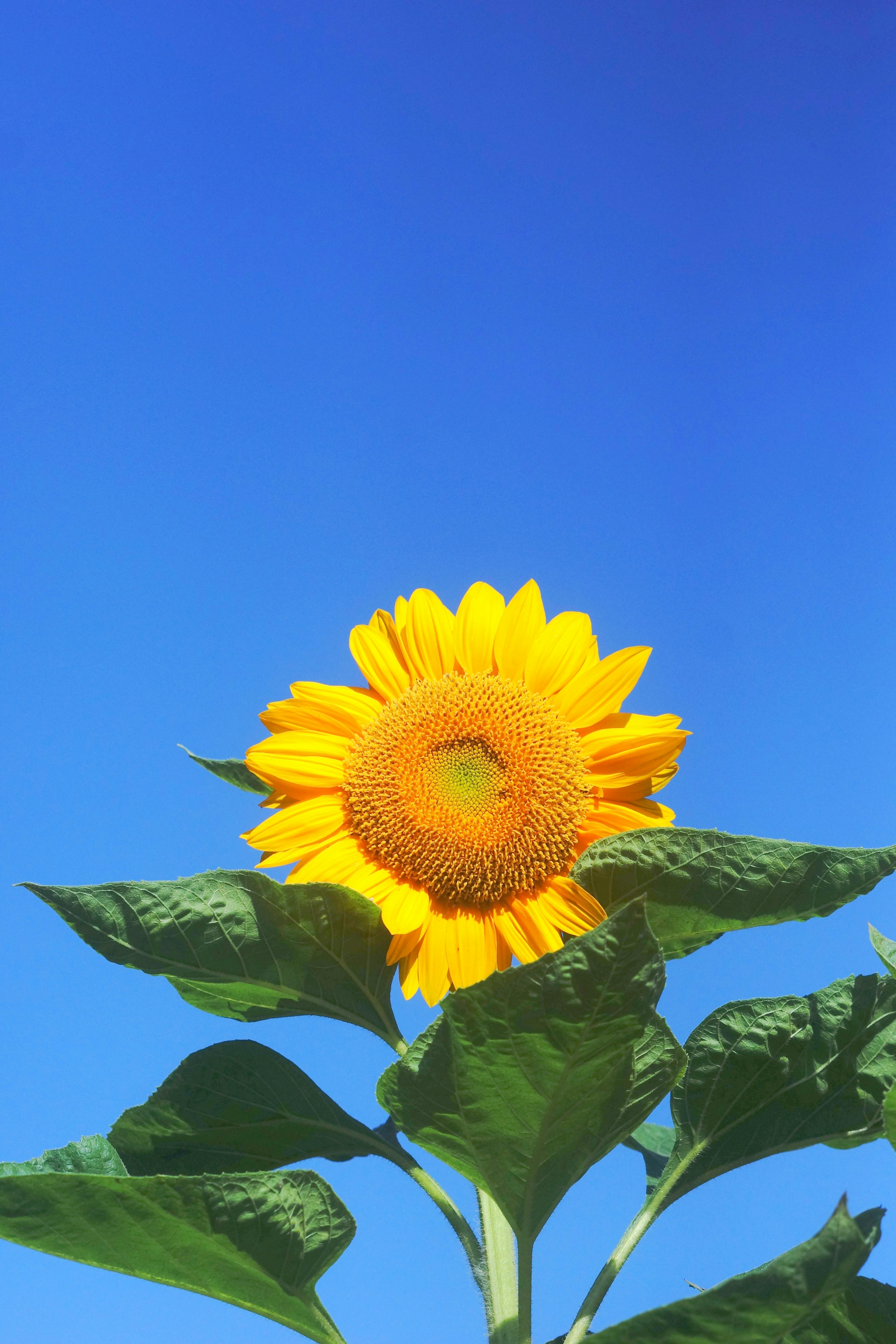 Girasol de pie bajo un cielo azul pétalos amarillos vibrantes y gran centro