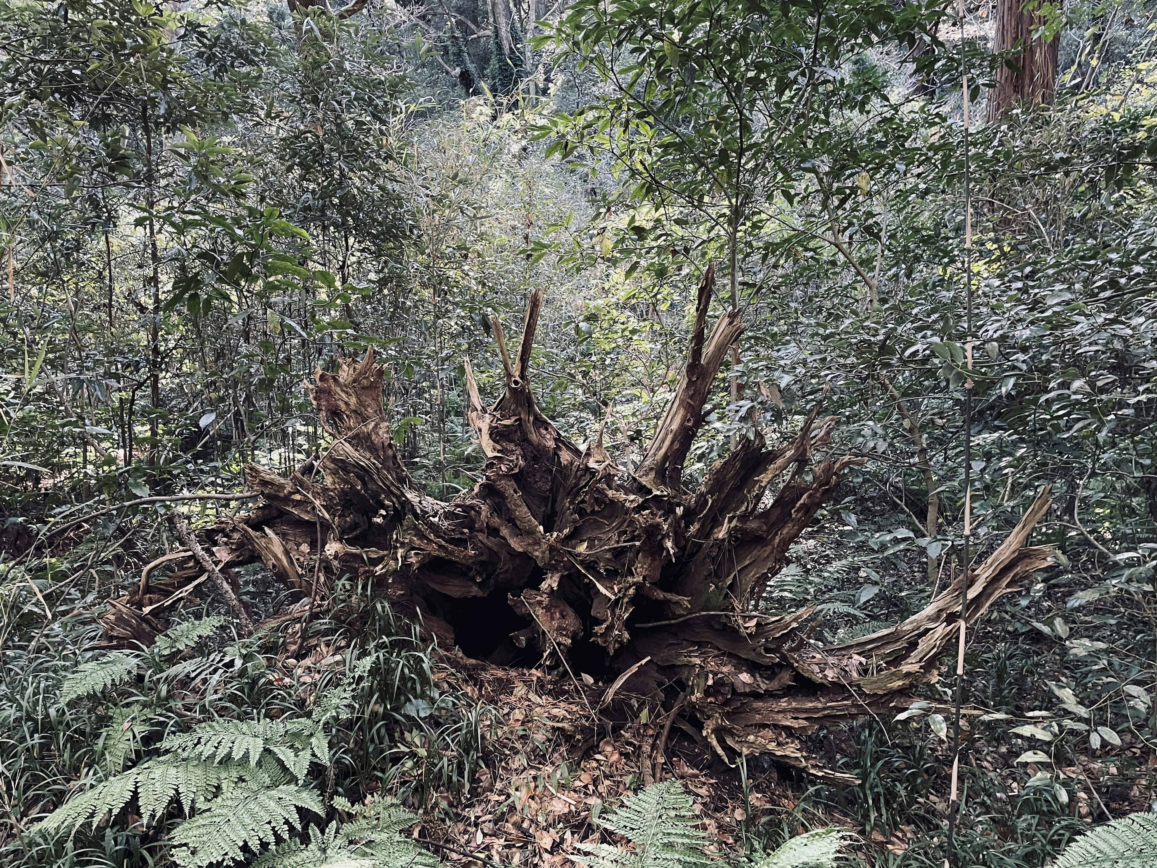 A fallen tree stump with exposed roots in a dense forest