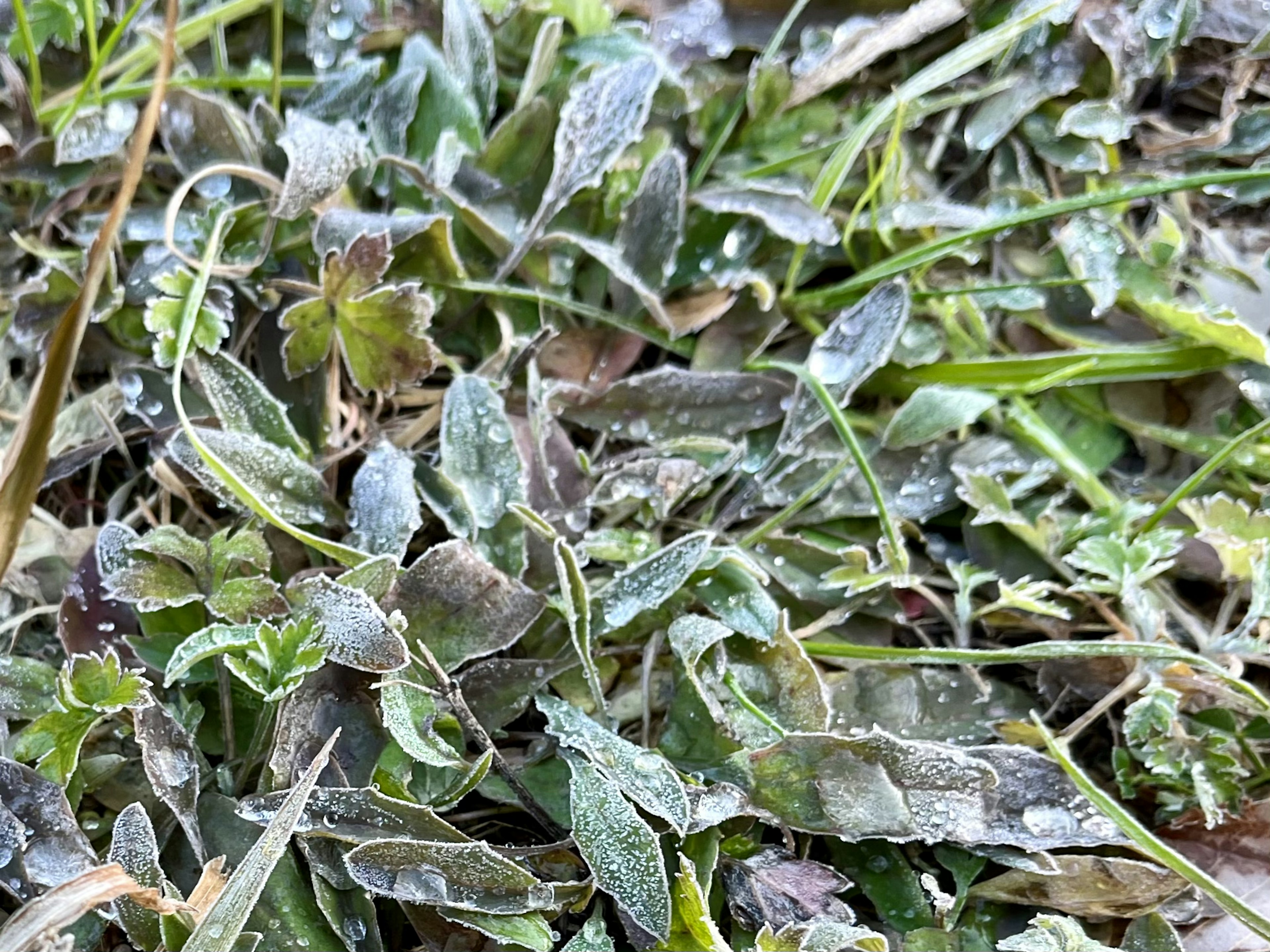 霜凍覆蓋的綠色葉子和草的特寫