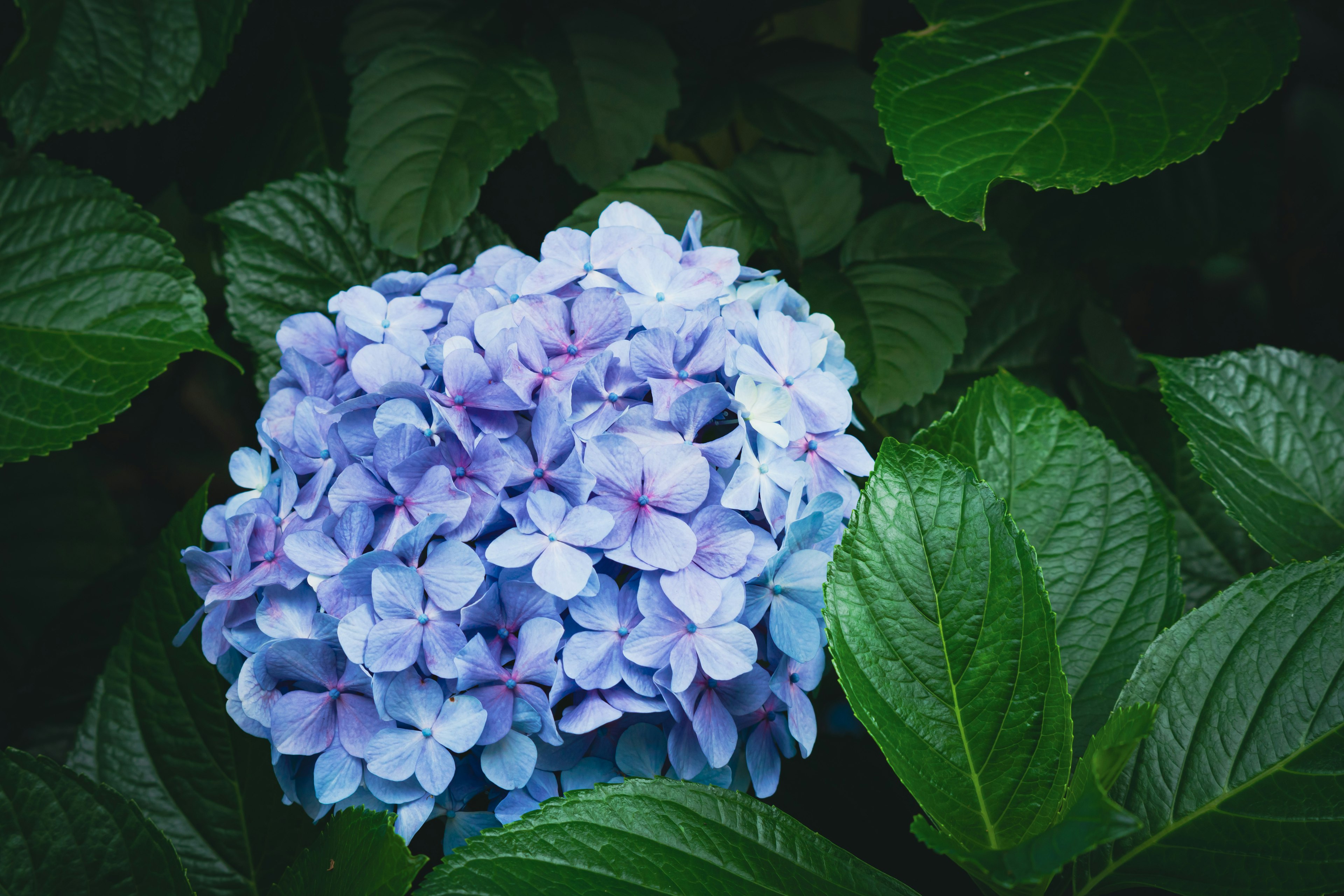 Blue hydrangea flower with lush green leaves