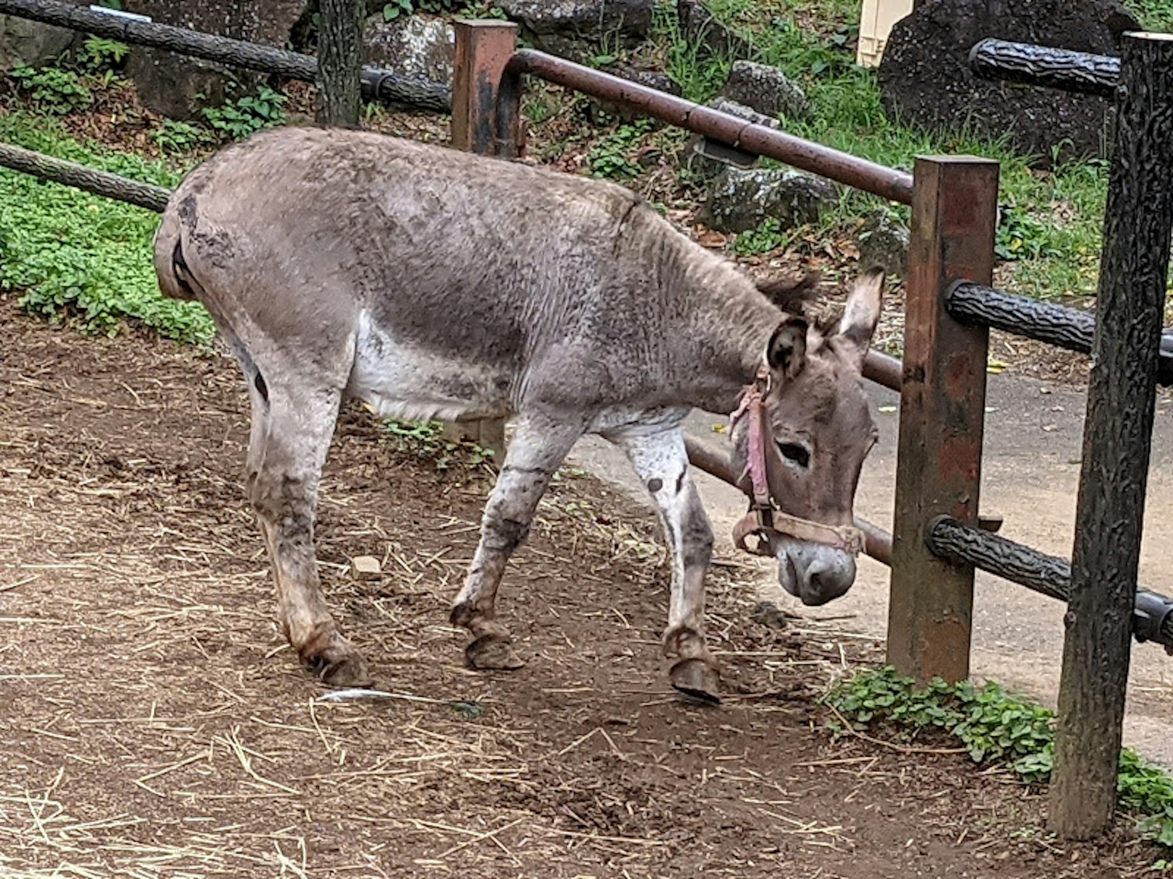 A small gray donkey walking in a pen