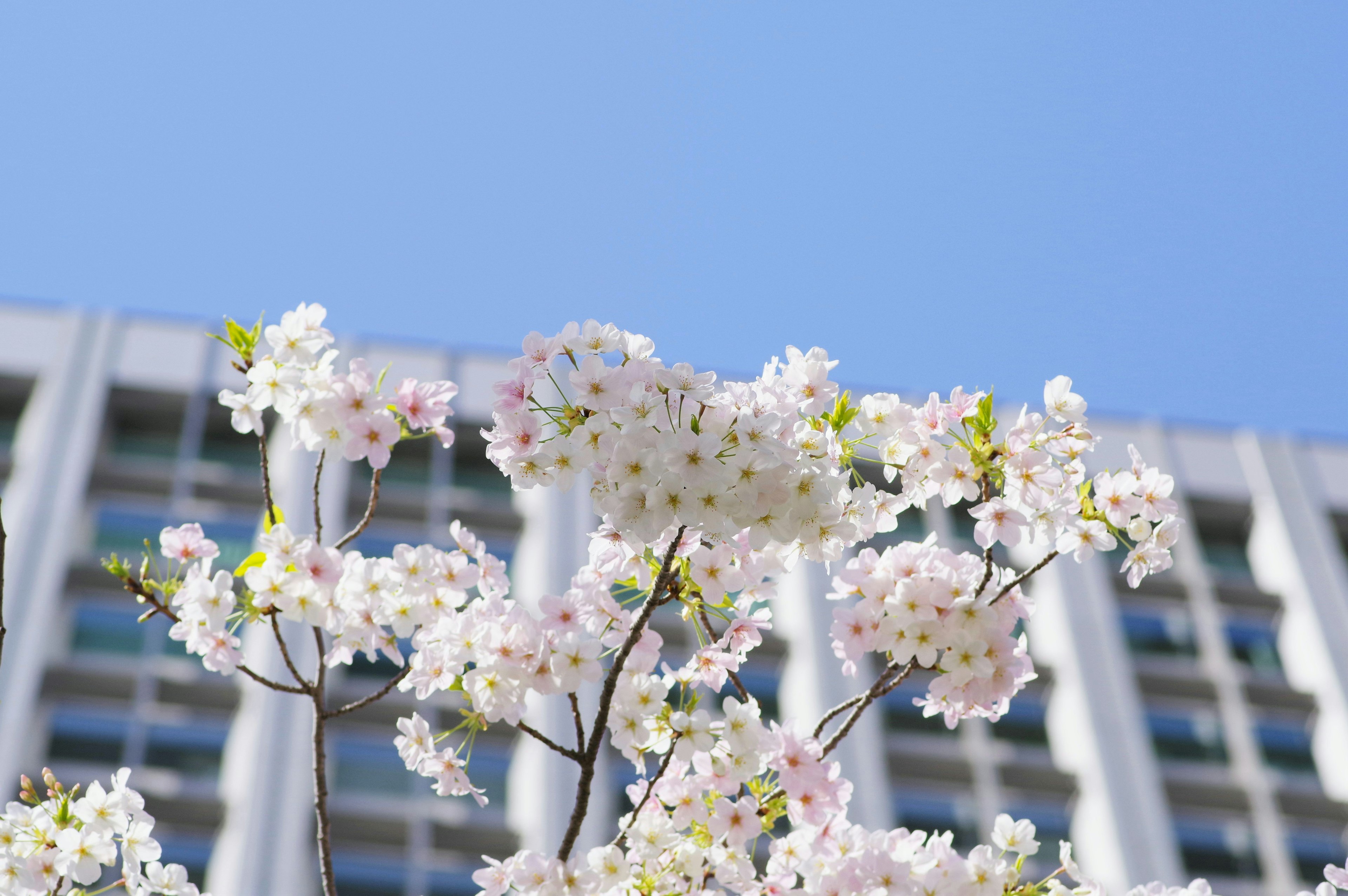 Cherry blossoms under a blue sky with a building in the background