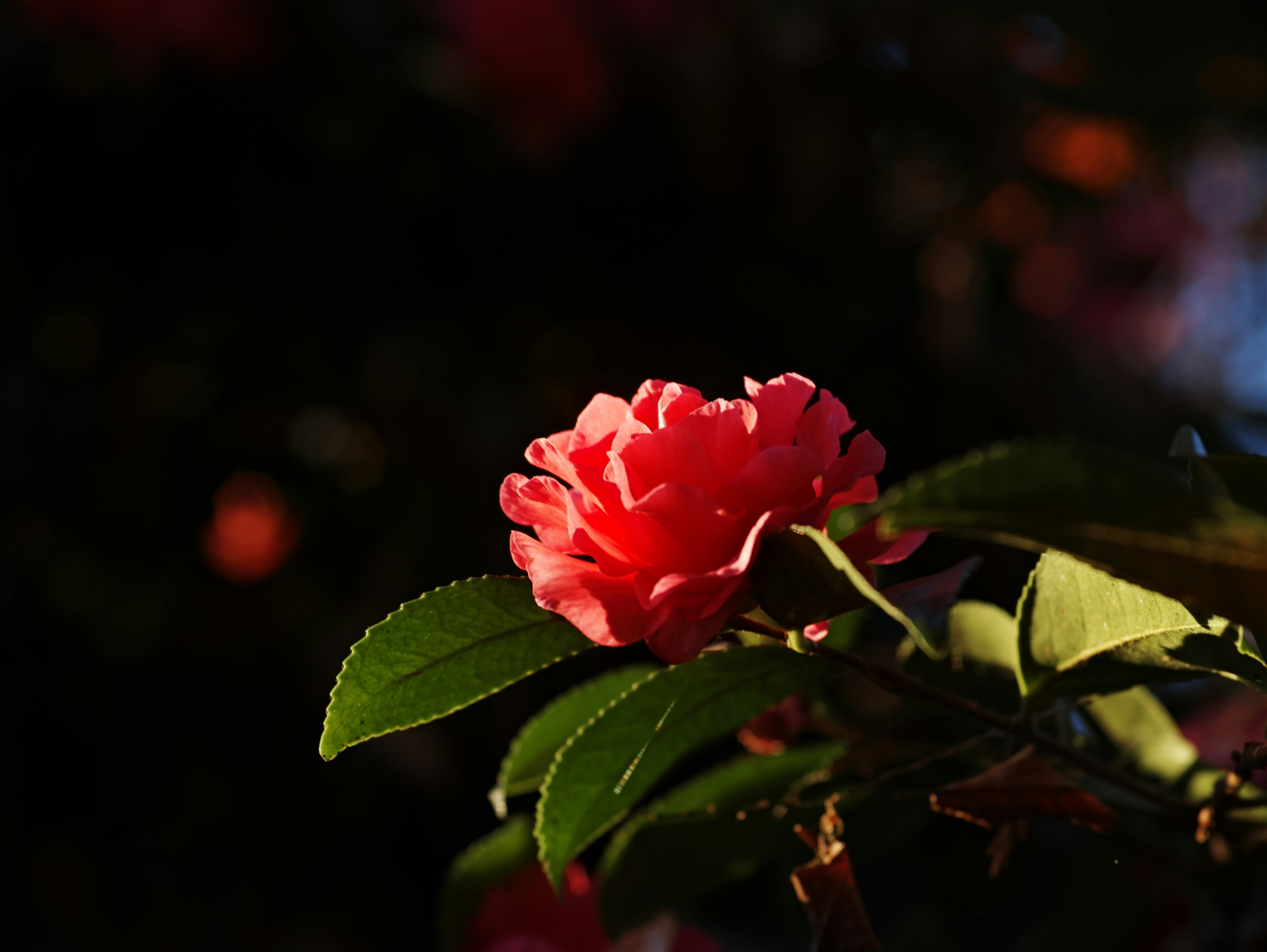 Une rose pink vive illuminée contre un fond sombre