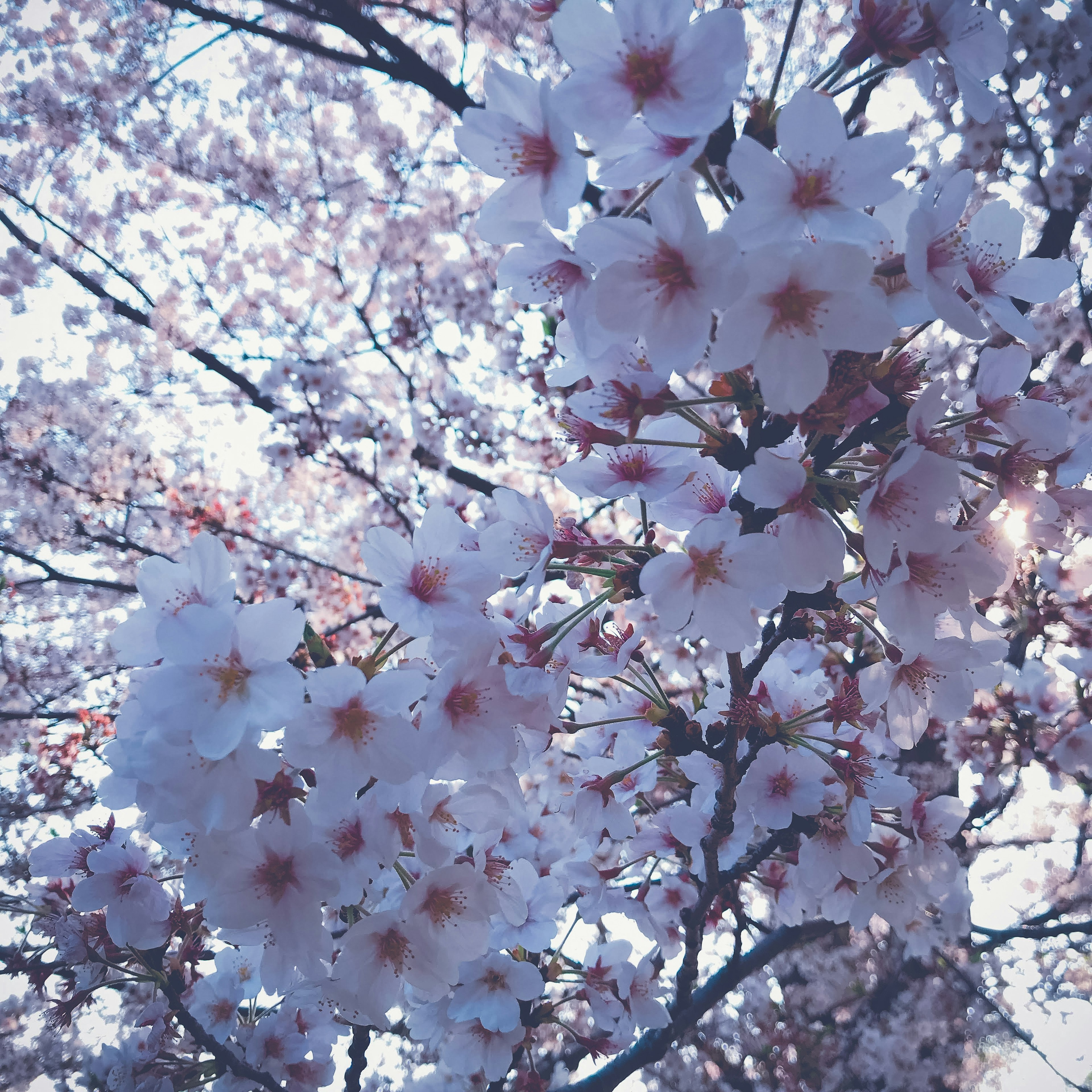 Close-up cabang bunga sakura dengan kelopak bunga merah muda dan putih yang indah