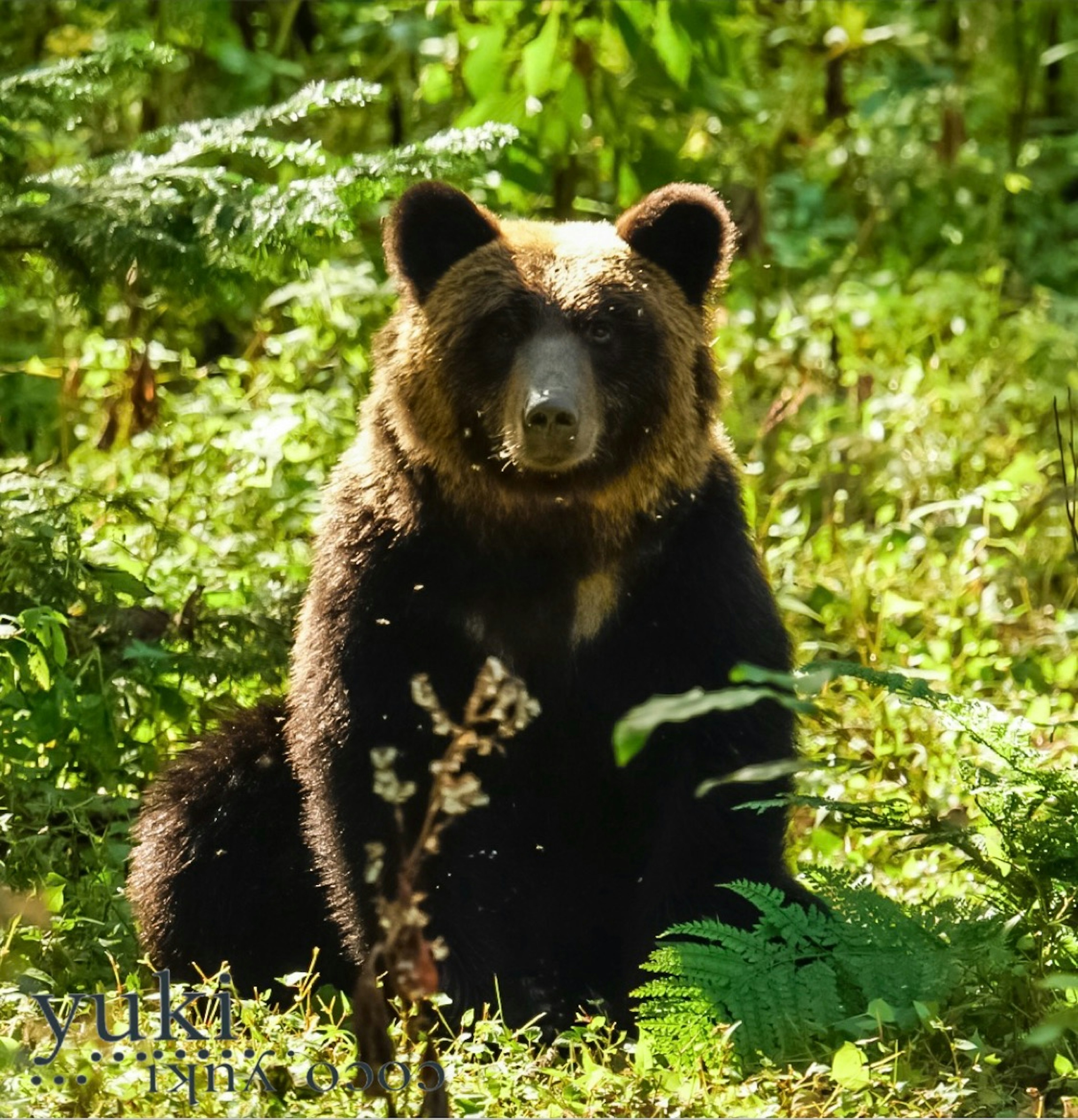 森の中で座っているクマの写真