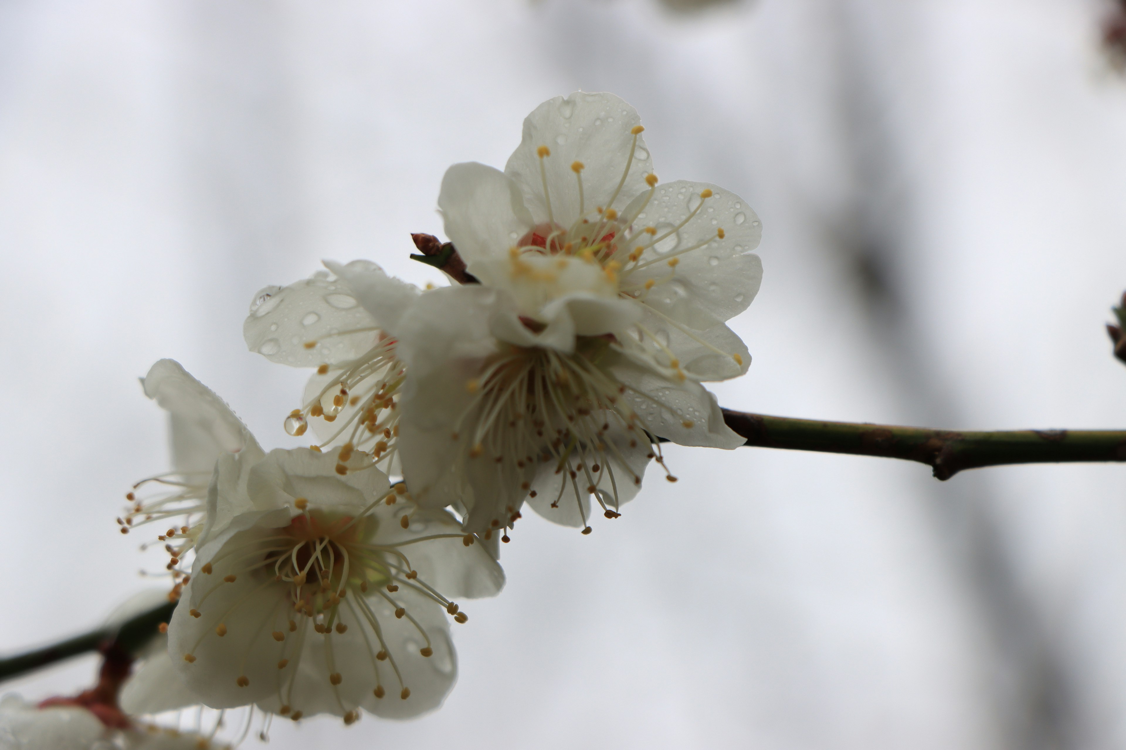 Nahaufnahme von weißen Blumen, die an einem Zweig blühen