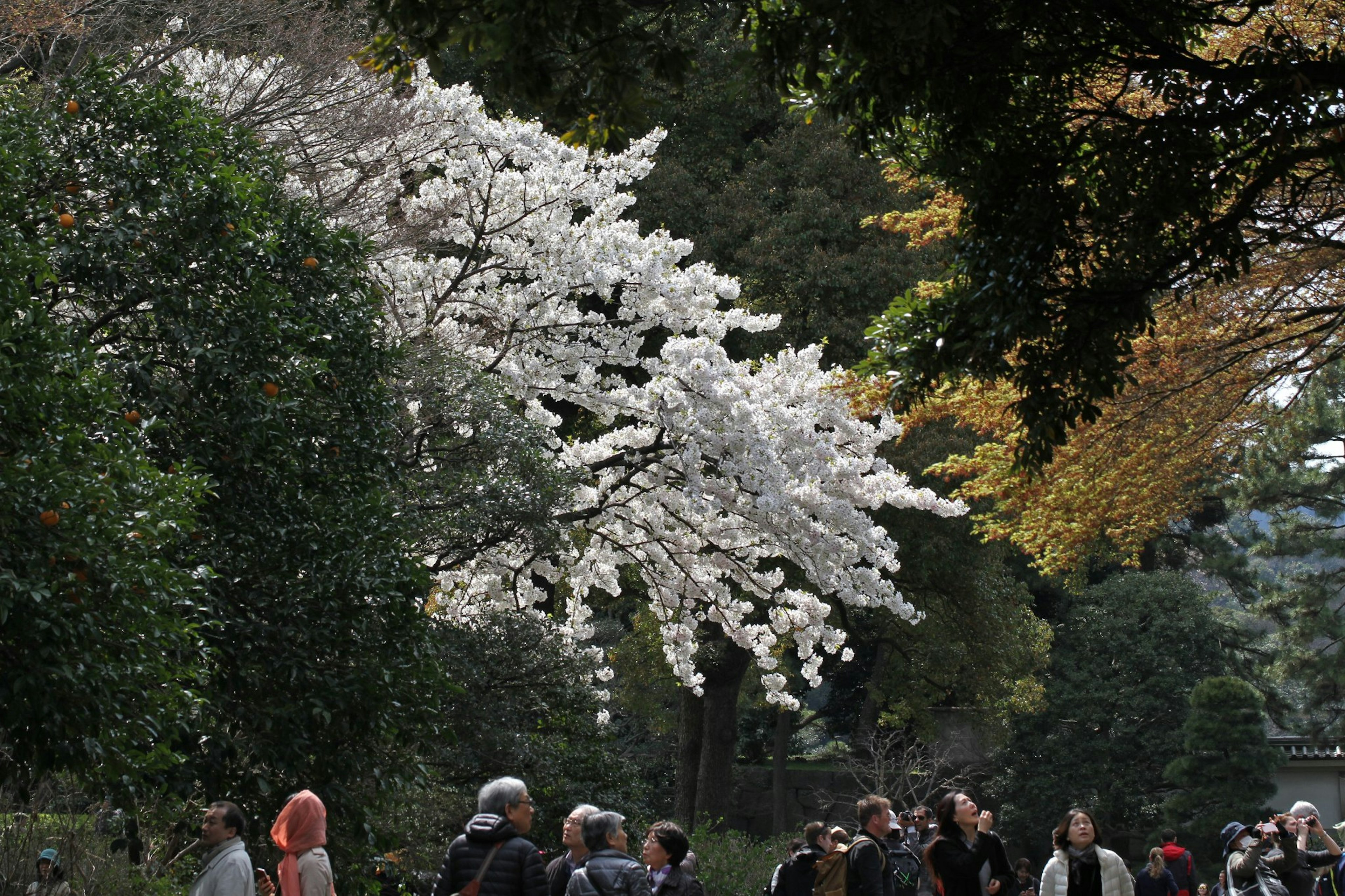 Pohon sakura dengan orang-orang berkumpul