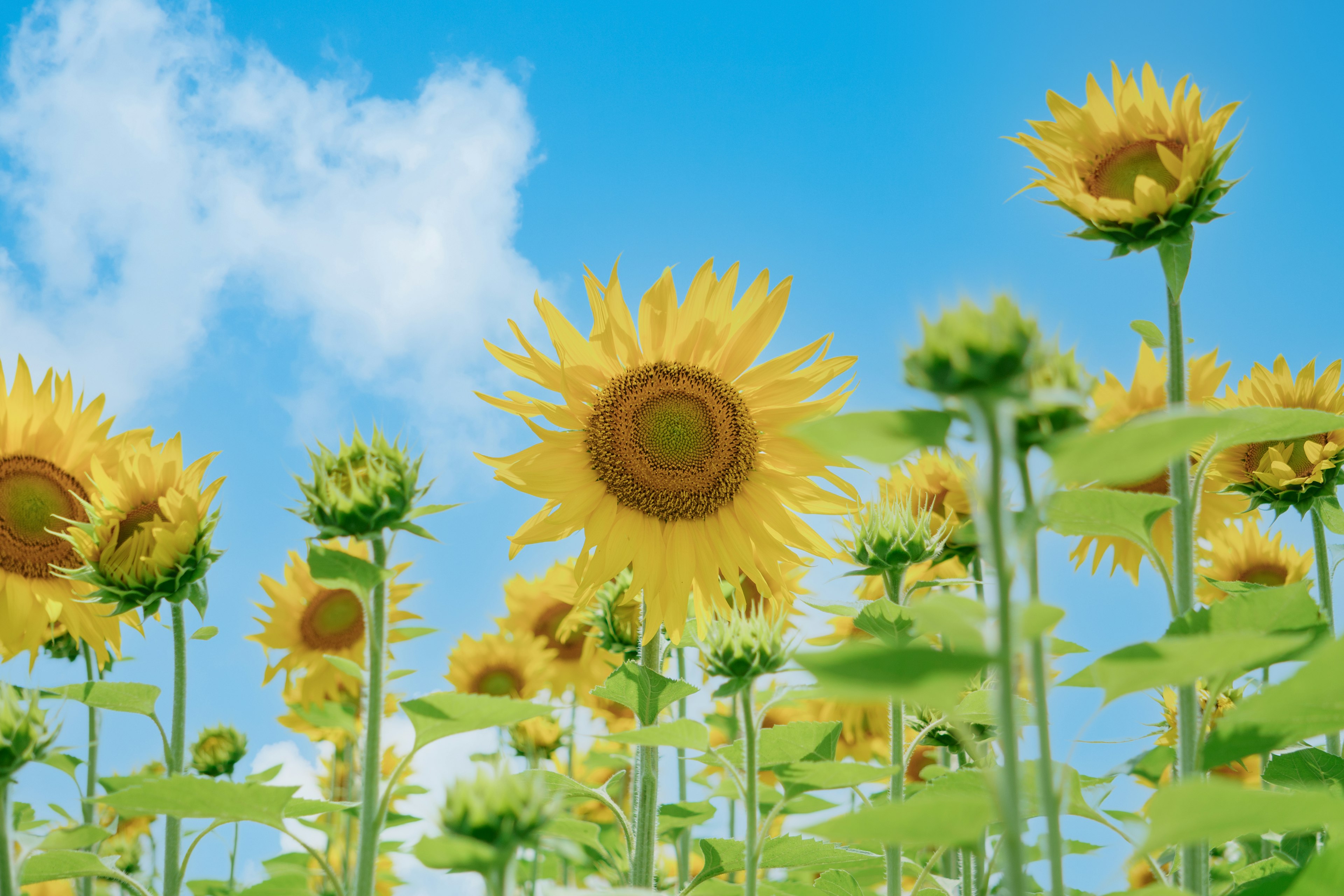 Sunflowers blooming under a blue sky with white clouds