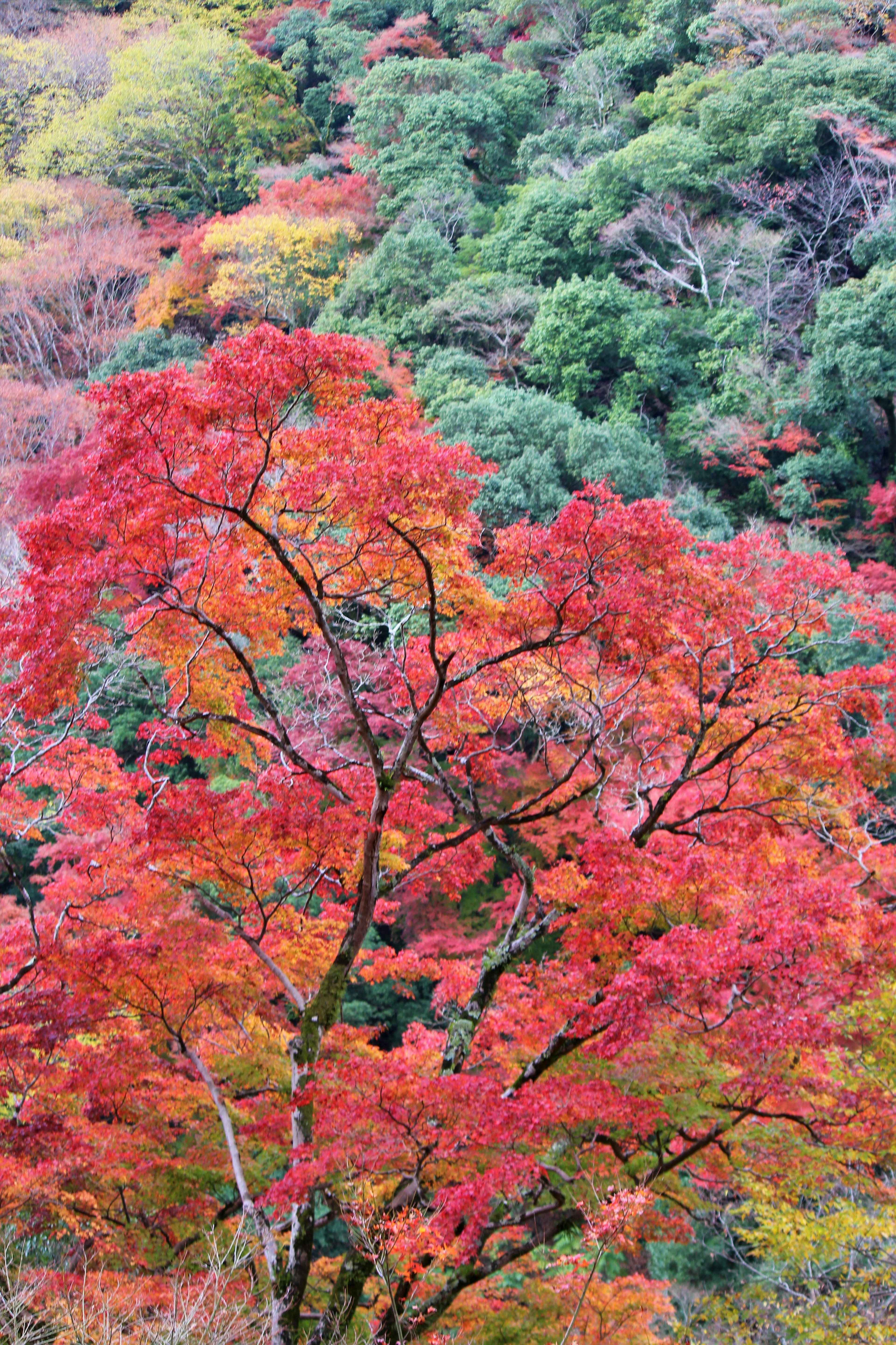 鮮やかな紅葉の木々が広がる山の風景