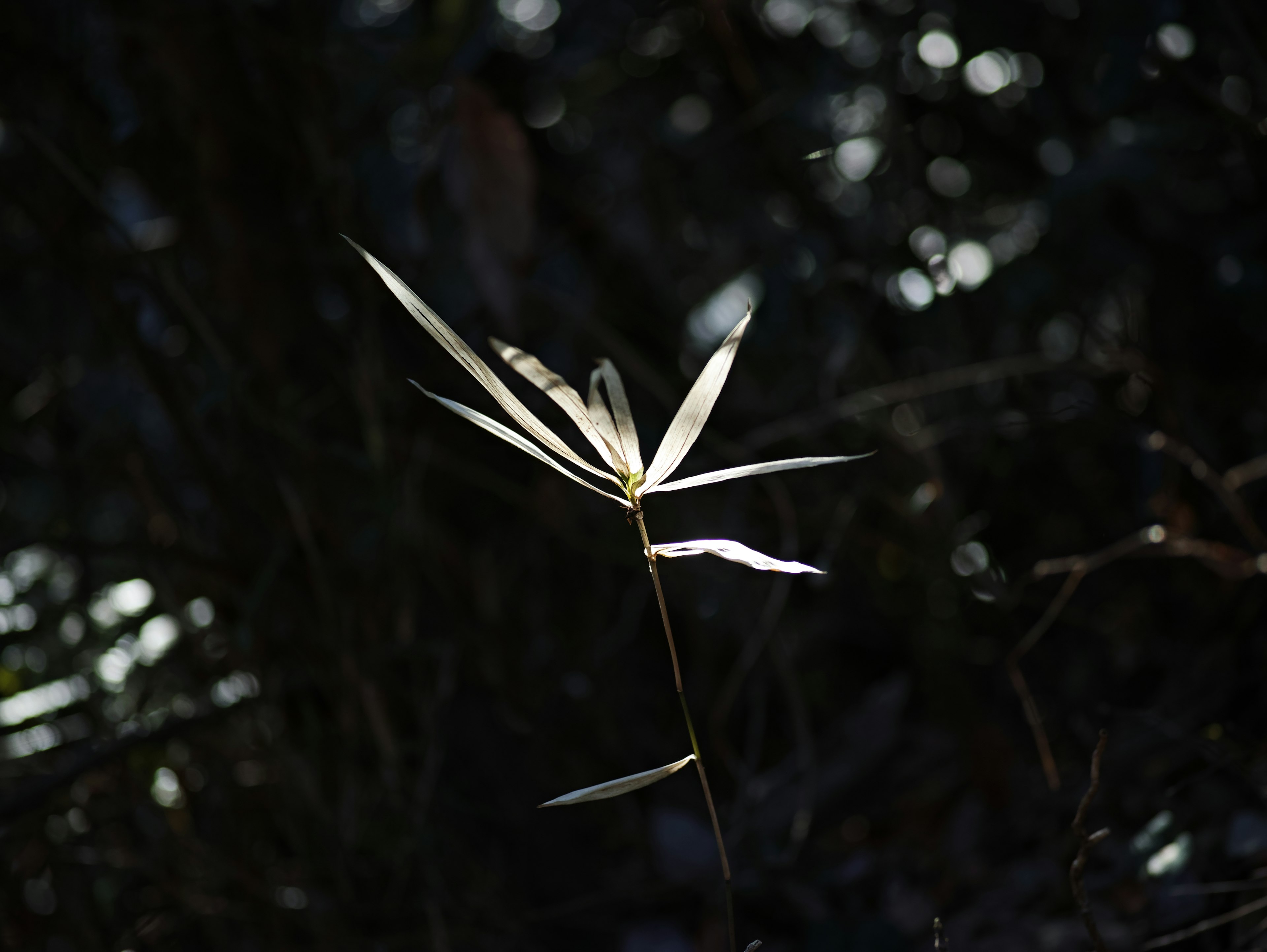 Foglie di bambù delicate illuminate su uno sfondo scuro