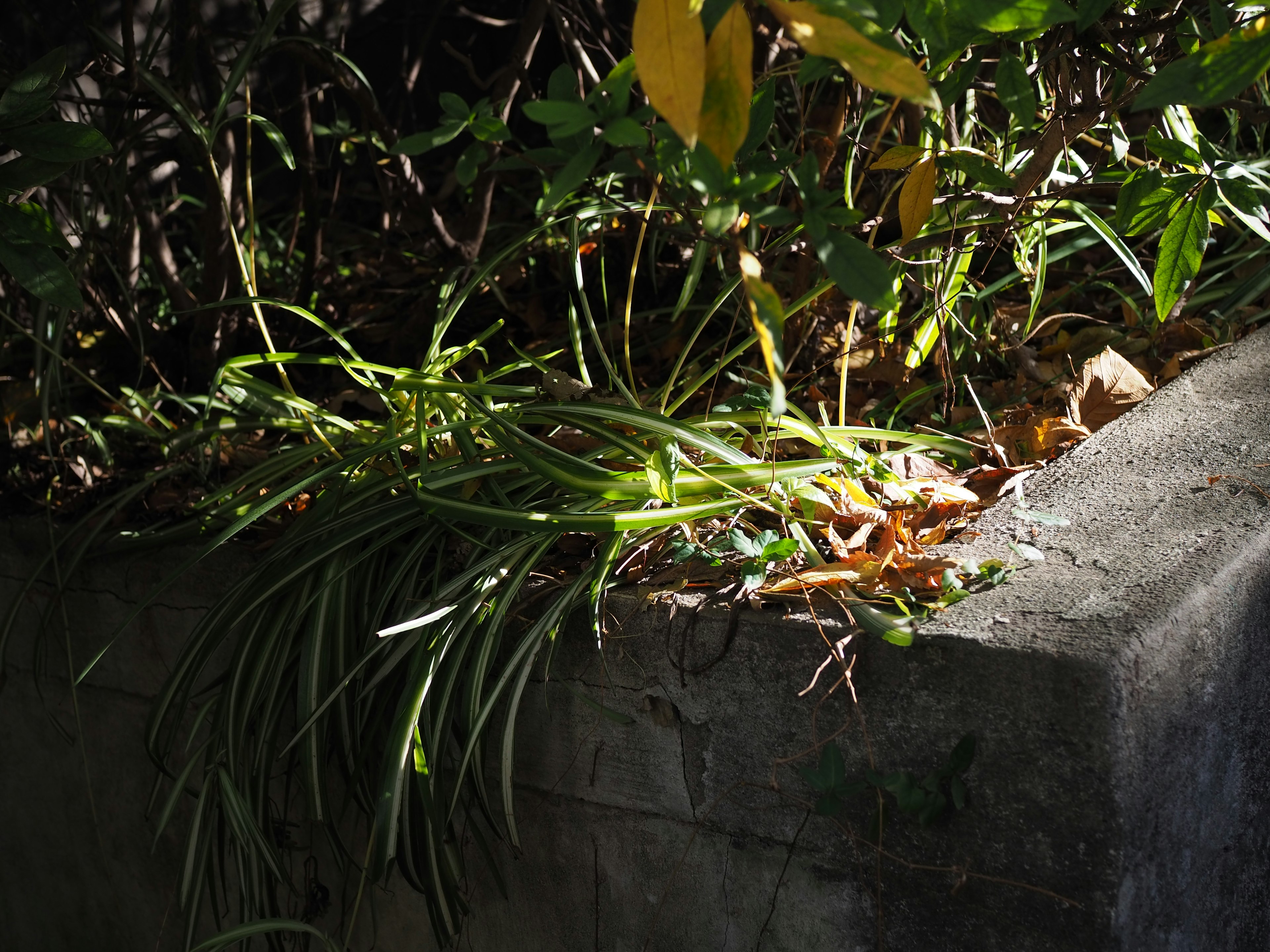 Rumput hijau dan daun jatuh di atas dinding beton