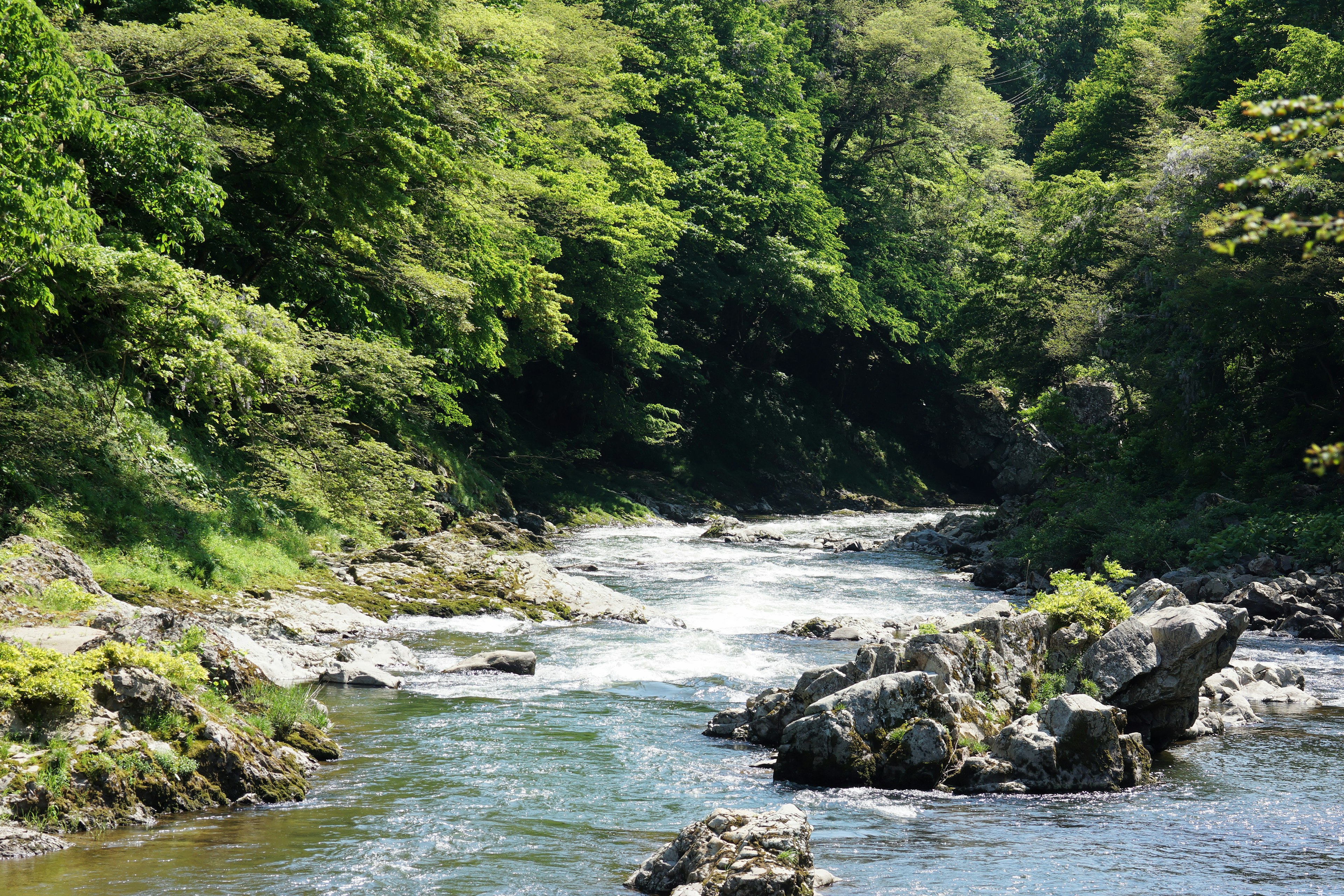 Un fiume che scorre circondato da alberi verdi lussureggianti e rocce