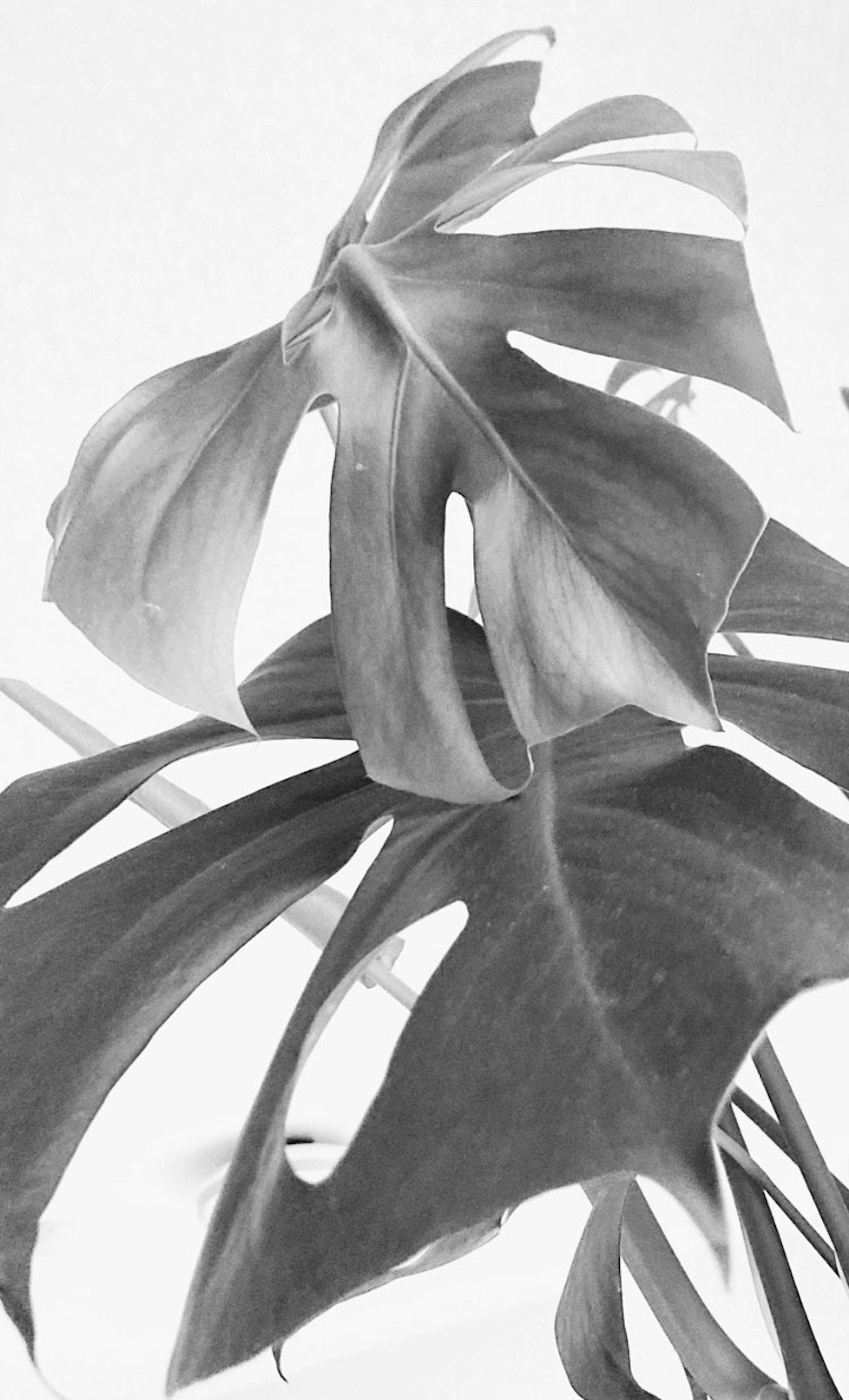 Foto detallada en blanco y negro de una hoja de Monstera que muestra formas y texturas únicas