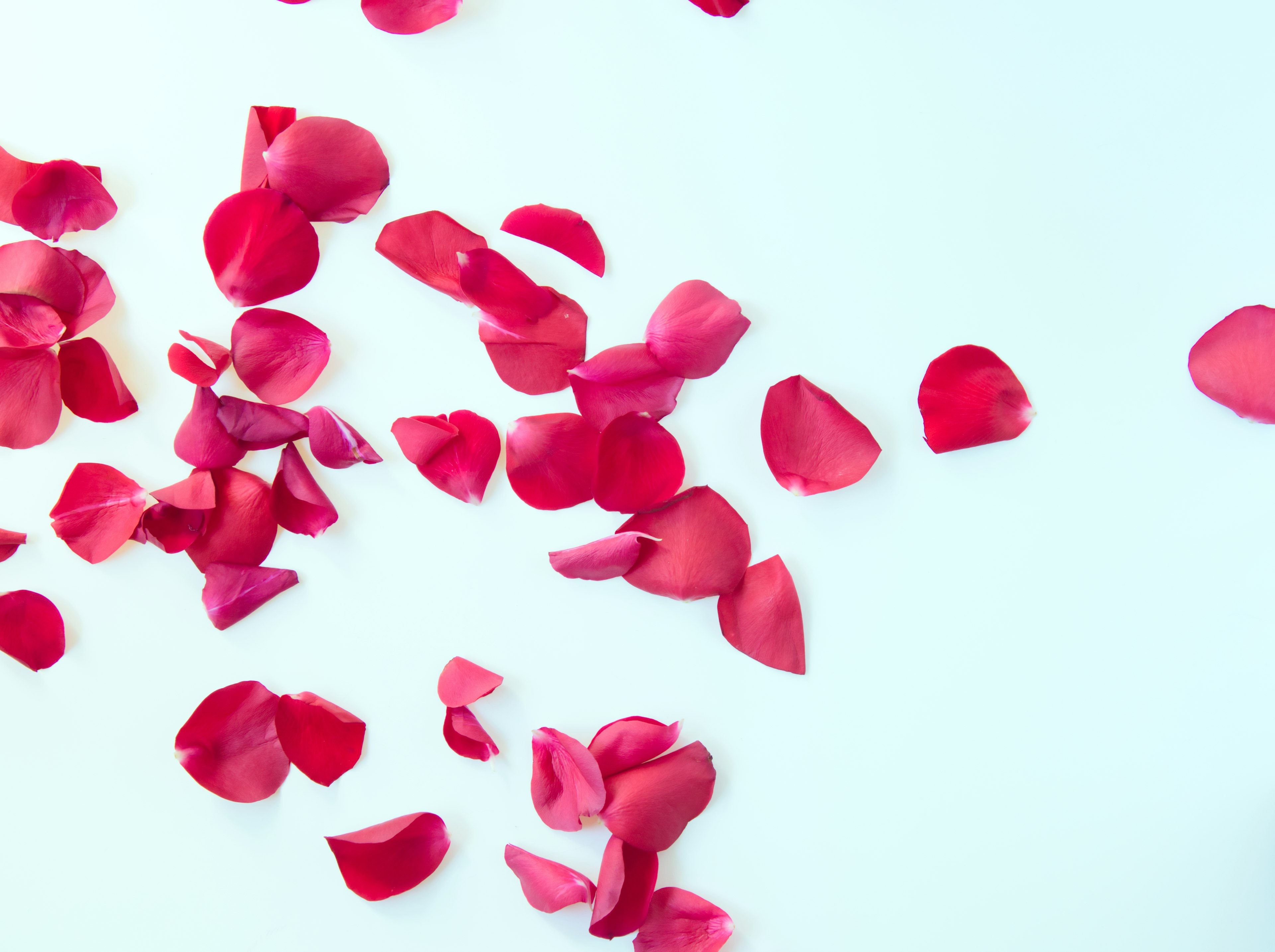 Scattered red rose petals on a light background