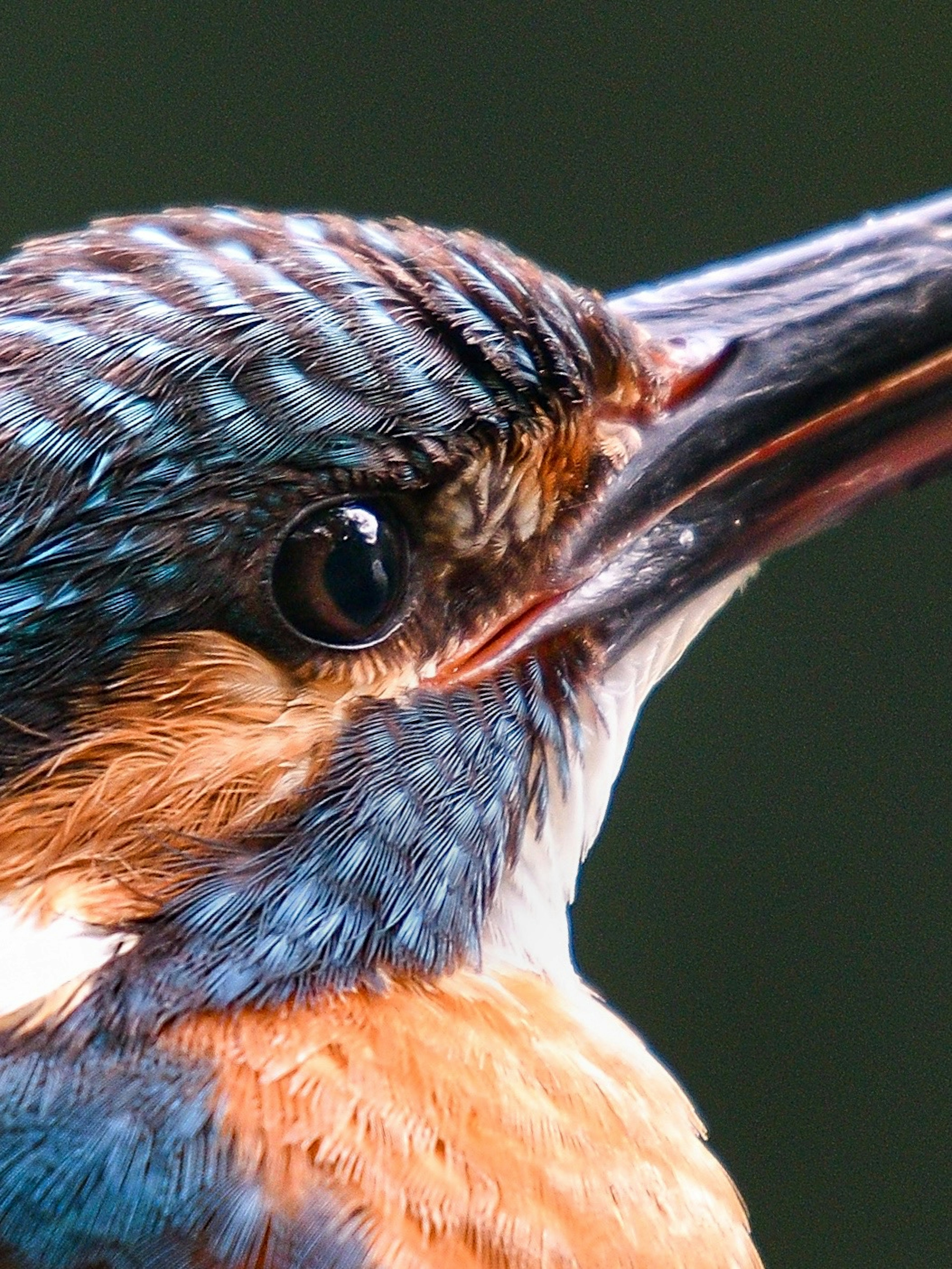 Image en gros plan d'un martin-pêcheur avec un plumage vibrant œil brillant distinctif et bec allongé