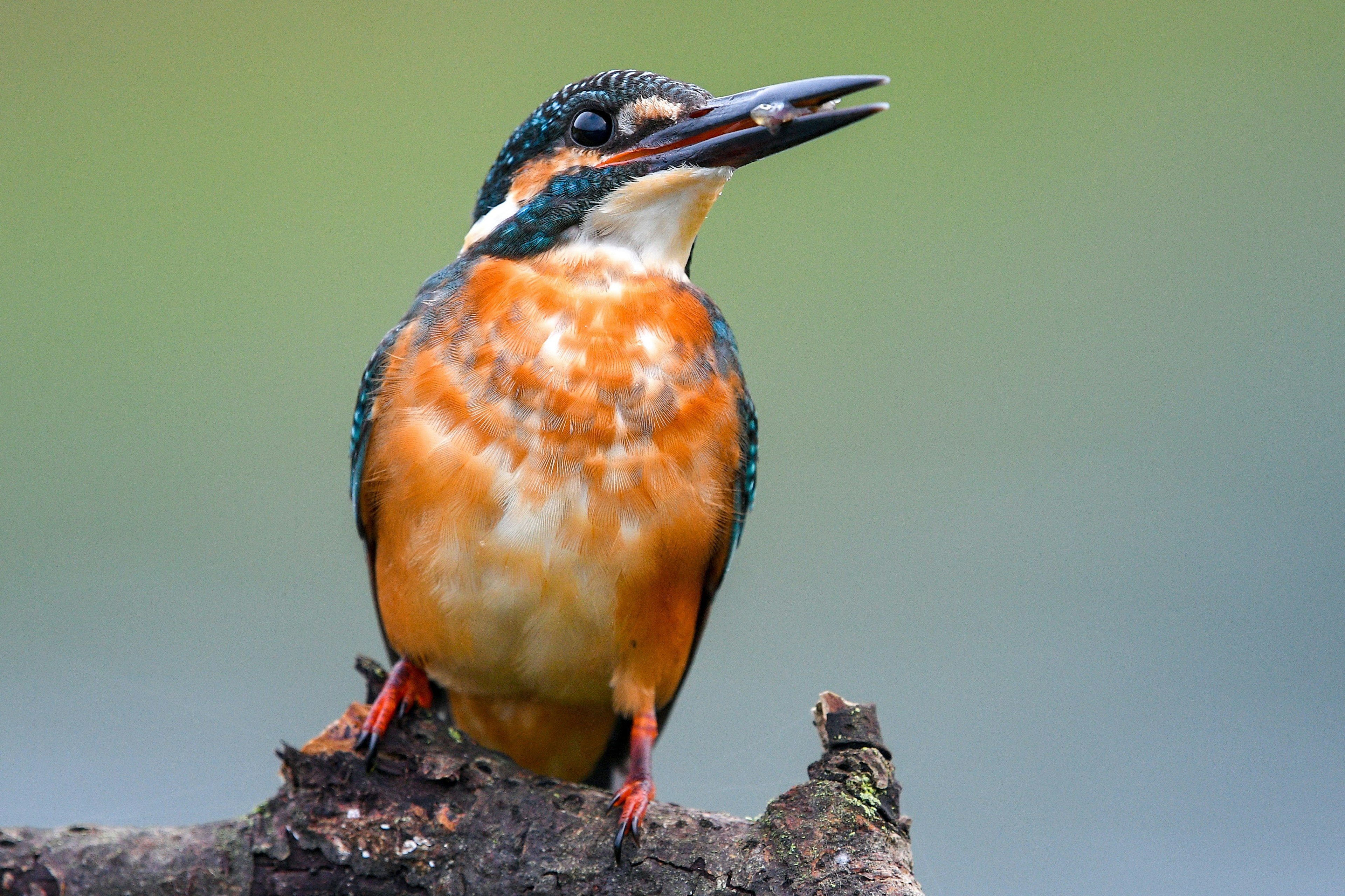 Un martin pescatore arancione e blu vivace appollaiato su un ramo